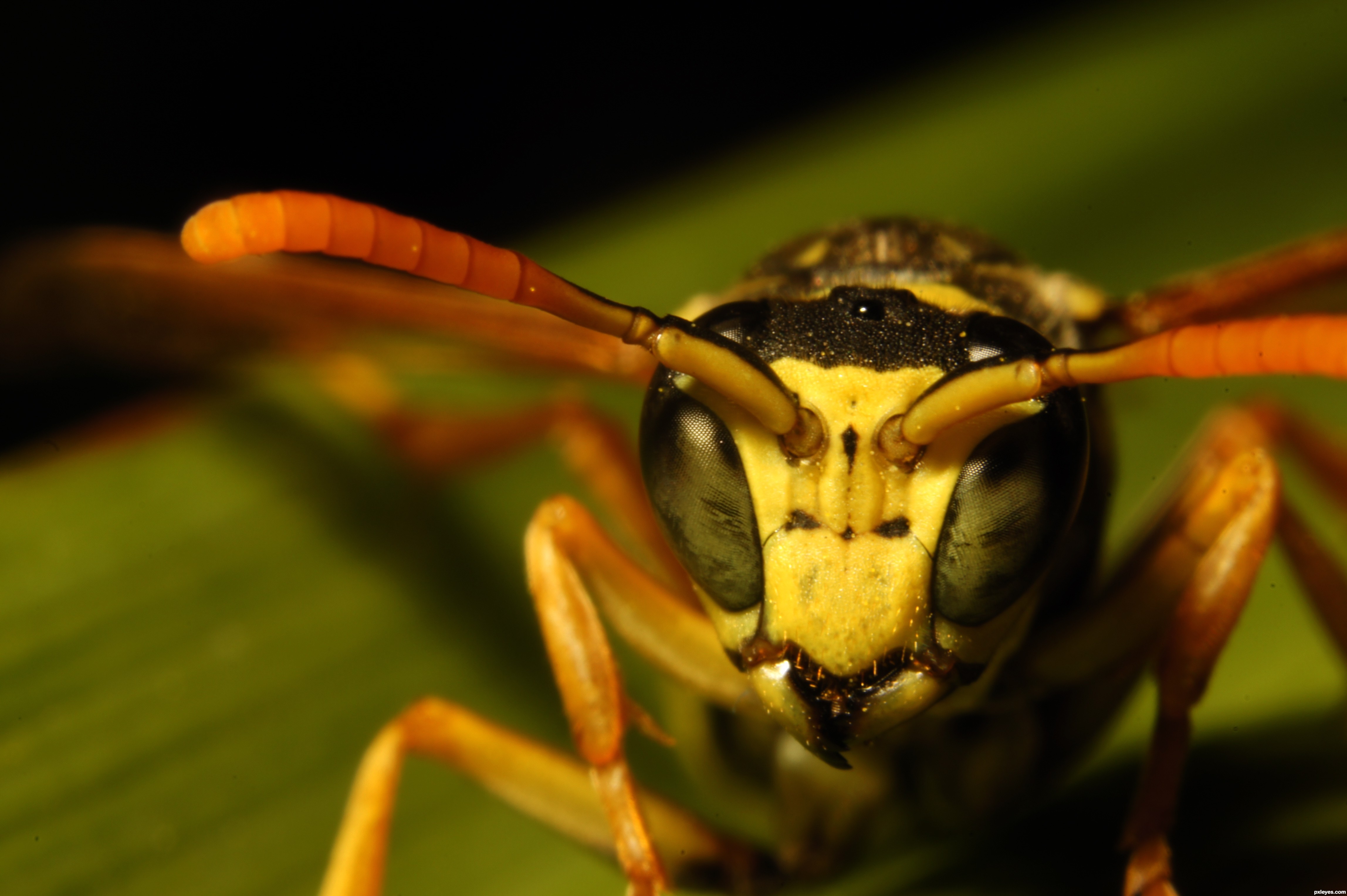 Yikes a Wasp! picture, by TankRed for: macro bugs 3 photography ...
