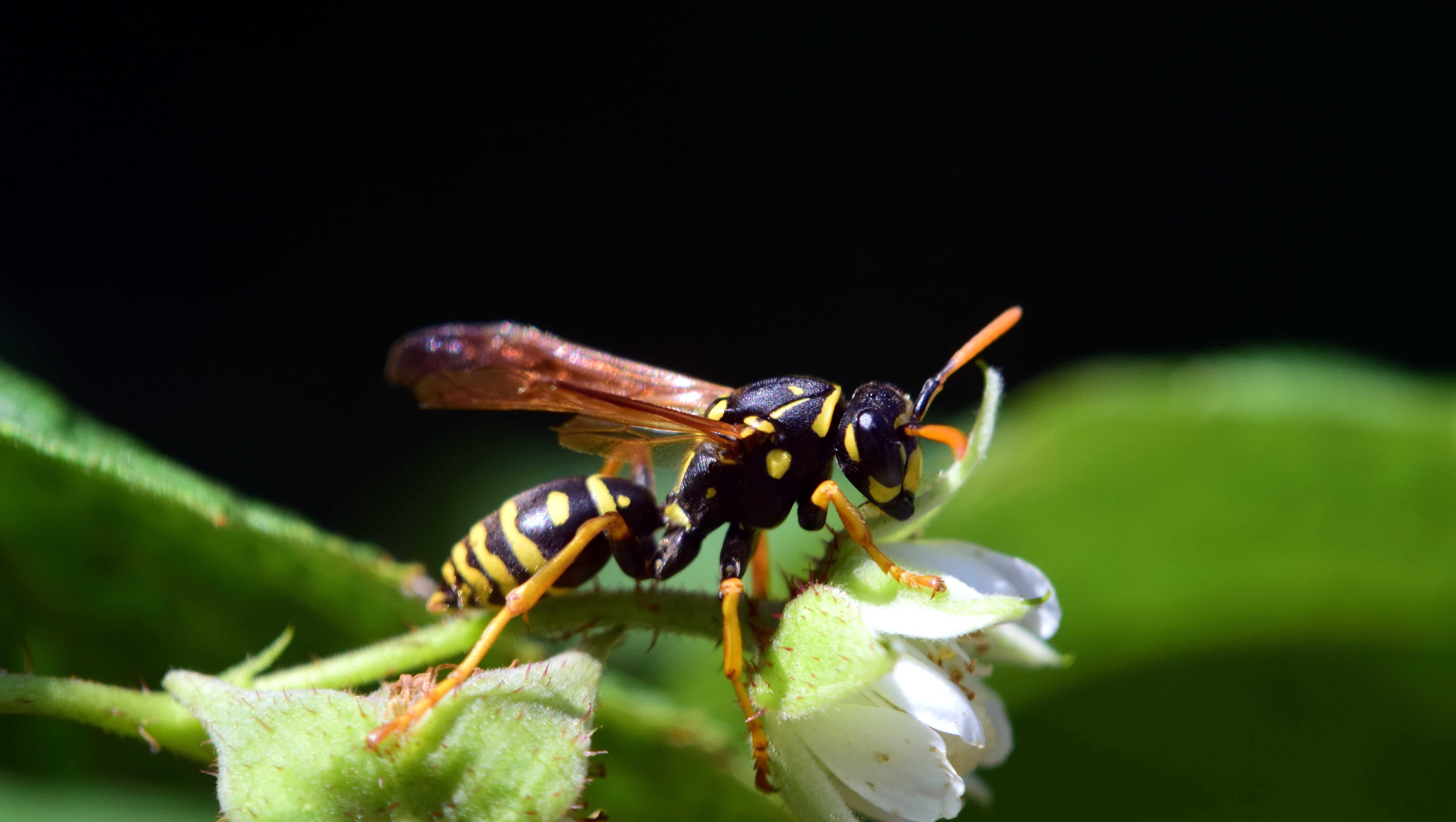 Free picture: insect, invertebrate, animal, wildlife, nature, wasp ...
