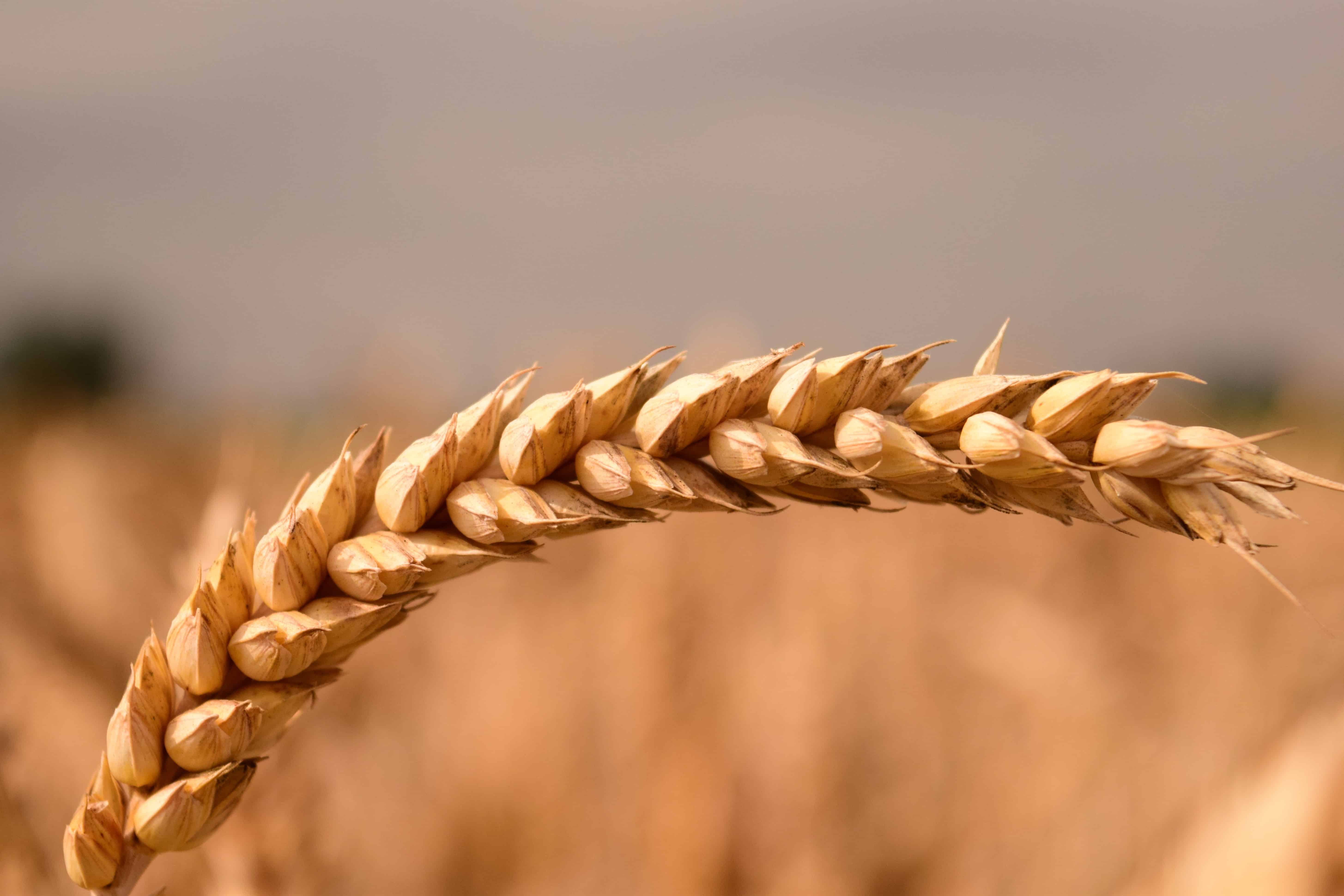 Free picture: grain, agriculture, plant, food, summer, dry, outdoor ...