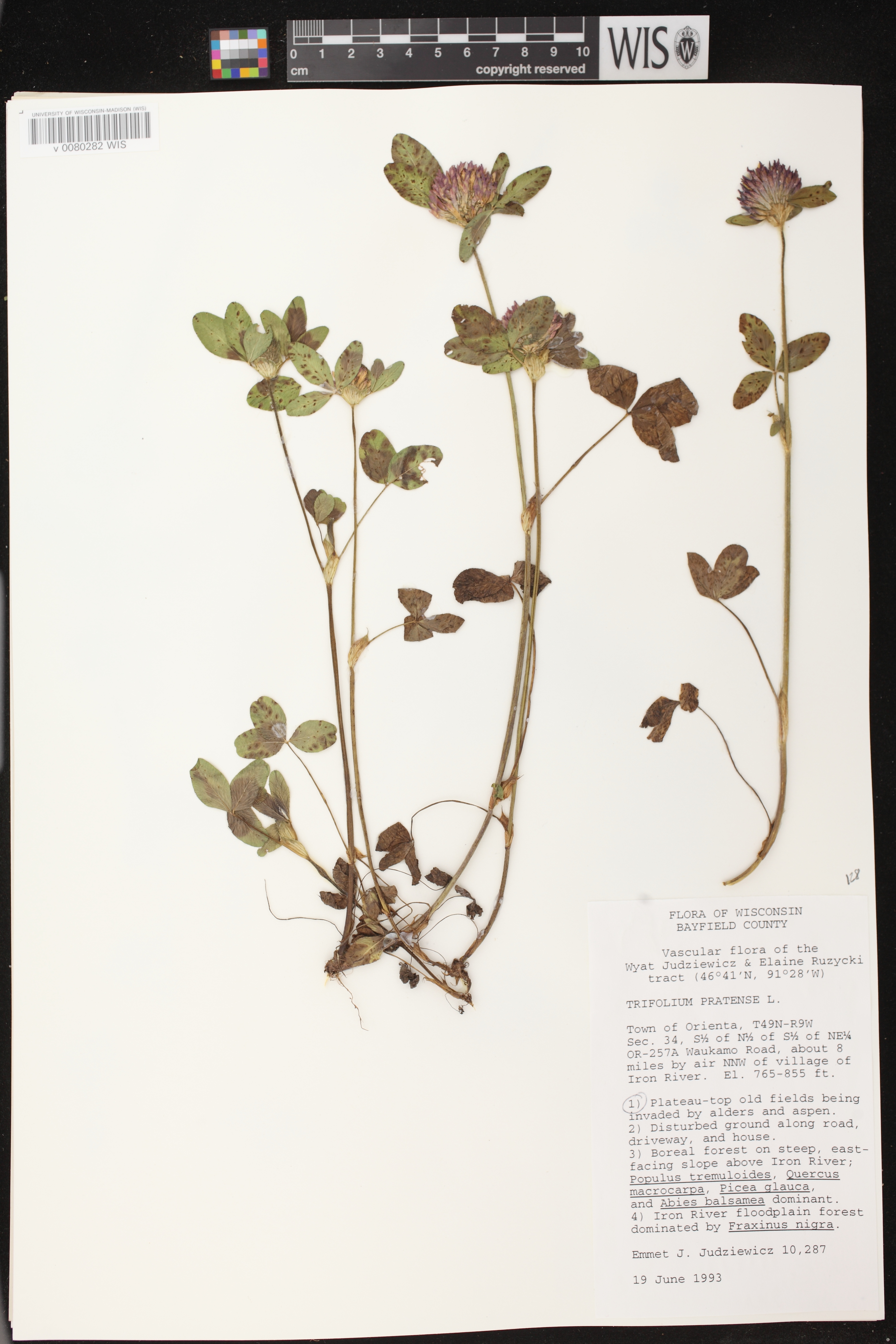 Online Virtual Flora of Wisconsin Detailed Collection Record Information