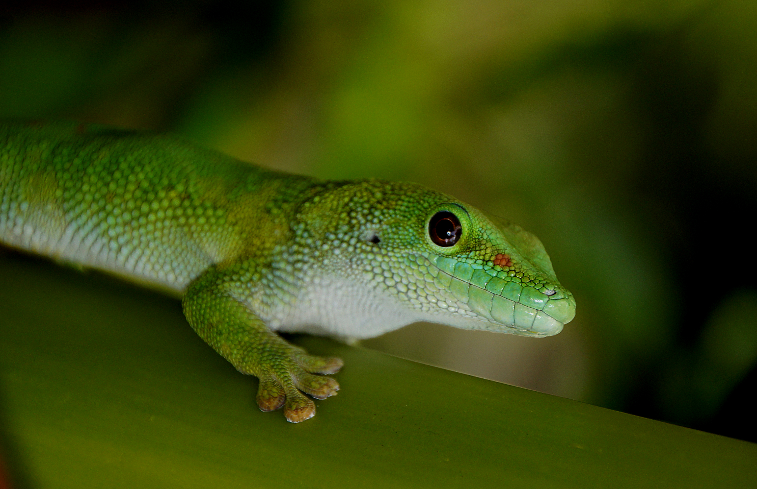 Madagascan day gecko . photo