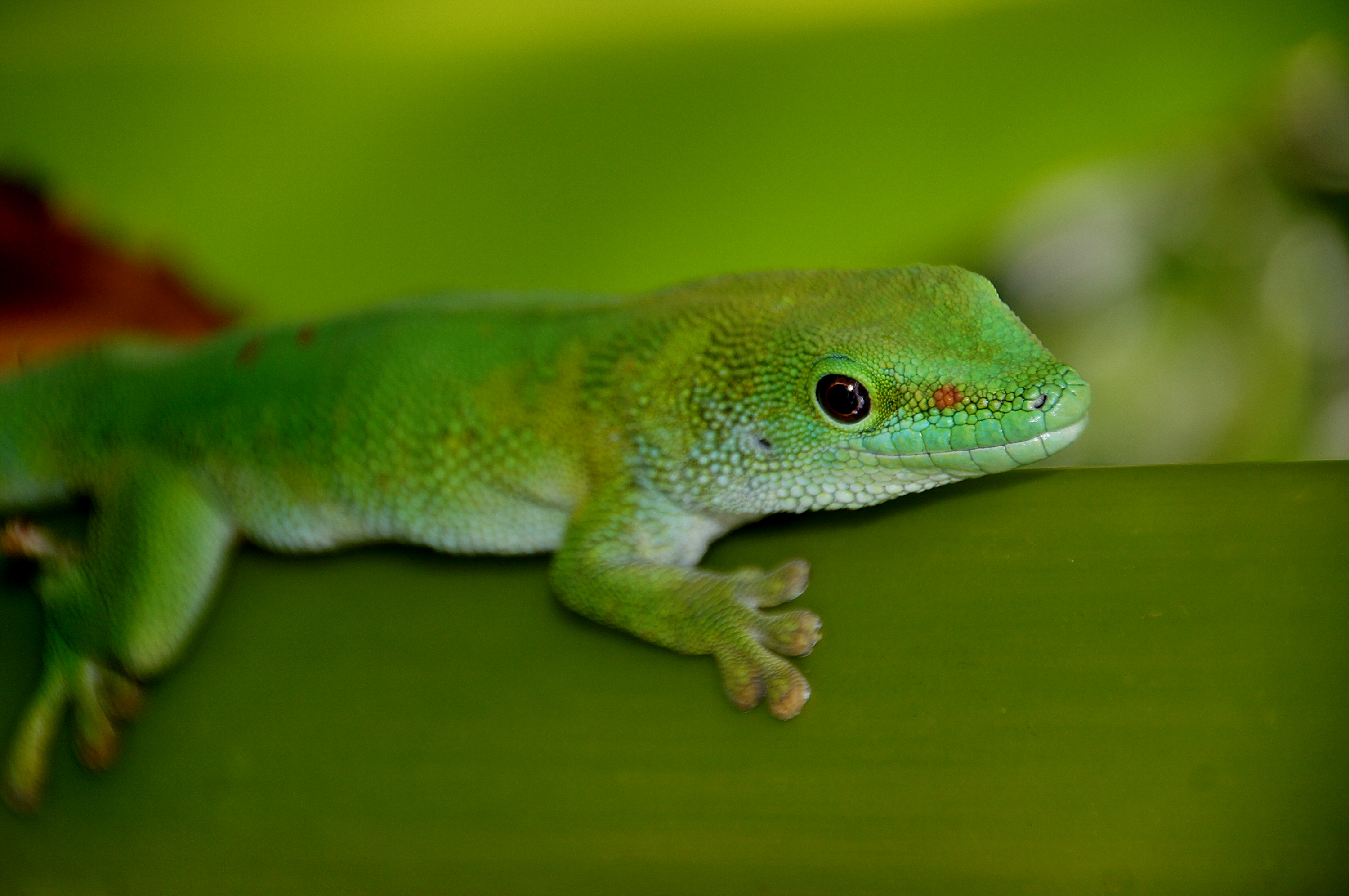 Madagascan day gecko (7) photo