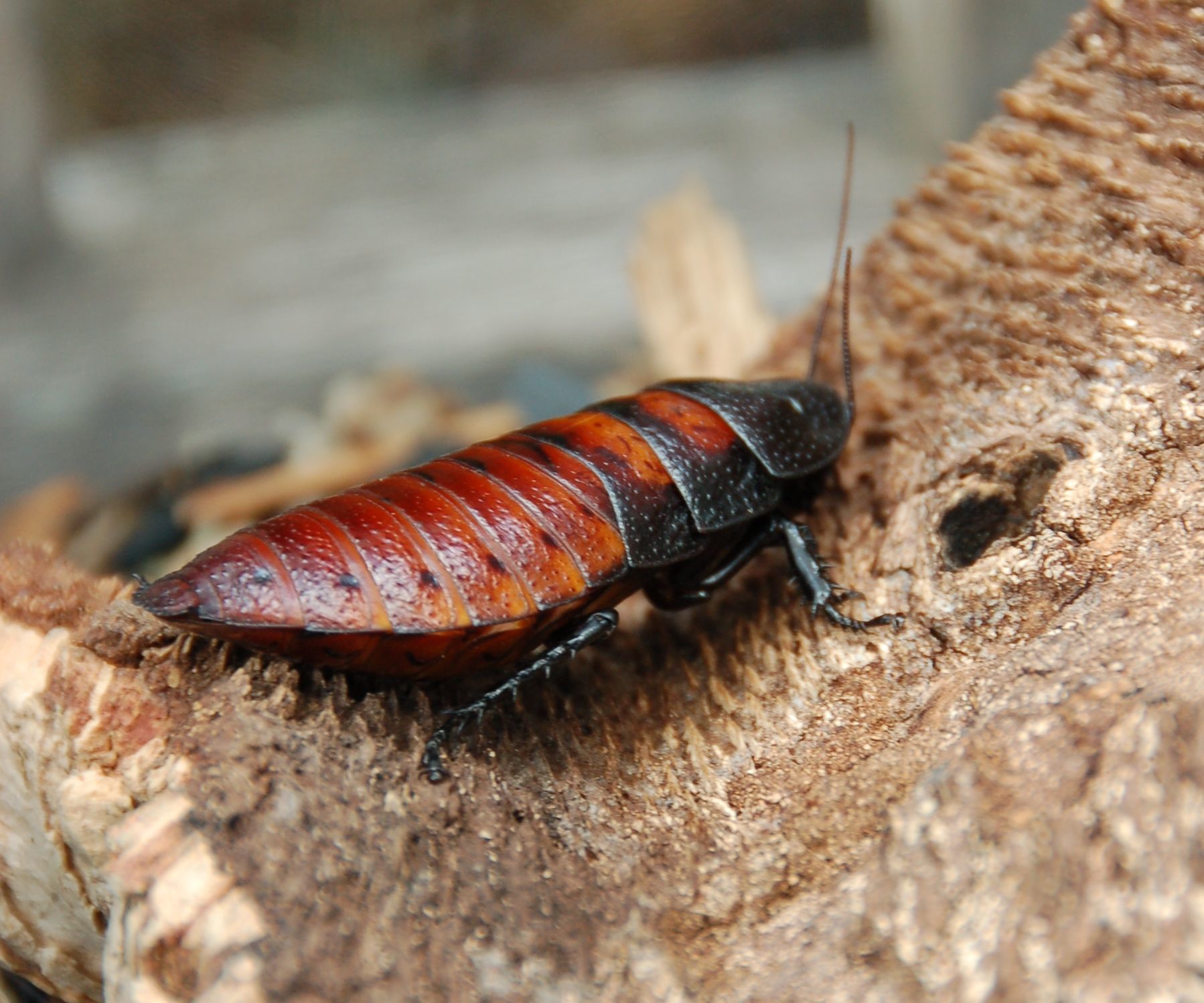 Keeping Madagascar Hissing Cockroaches in Your Home