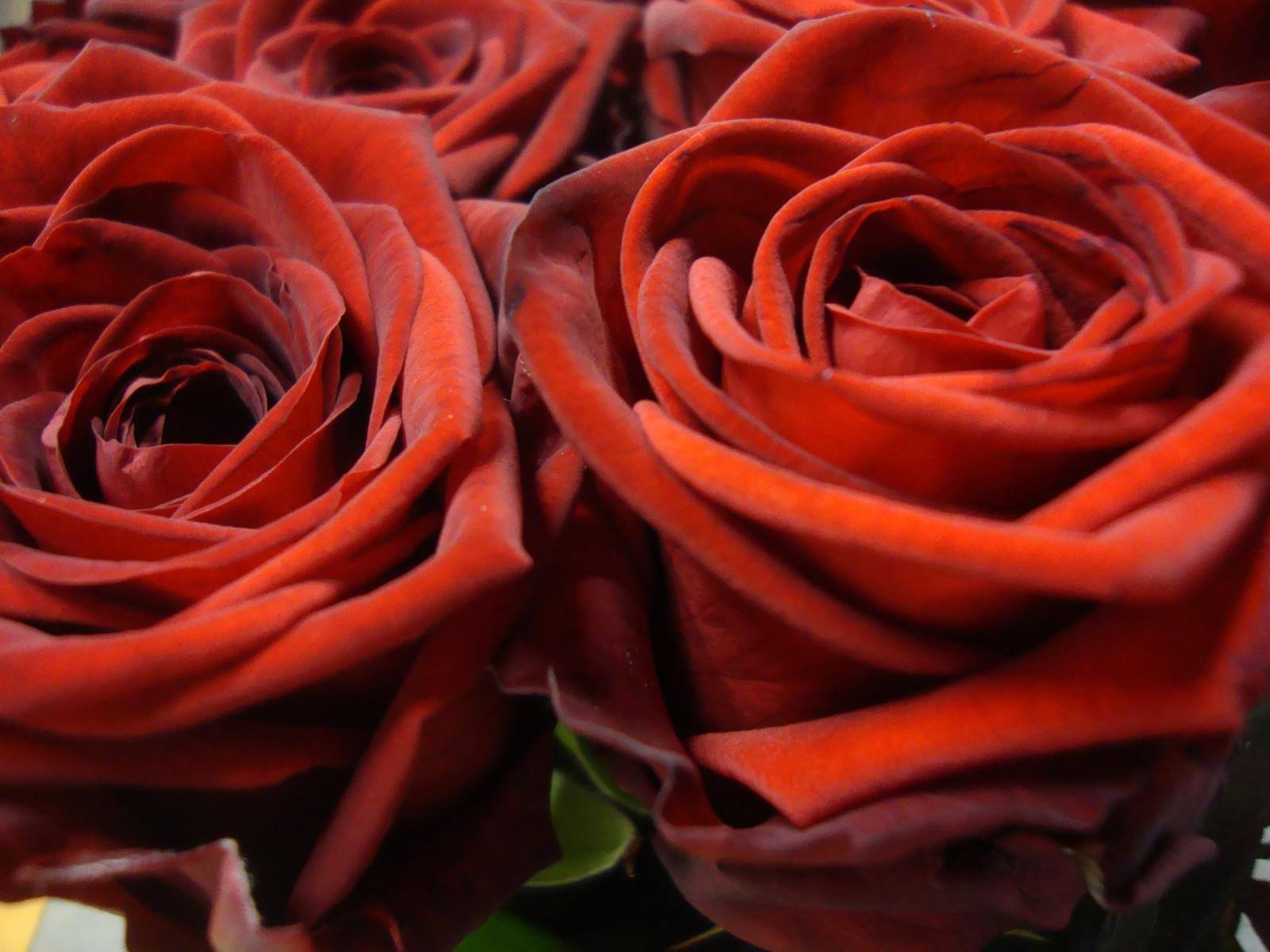 Black Magic Roses 60cm (Qty 100 @ 1.95) - New York Flower Guy