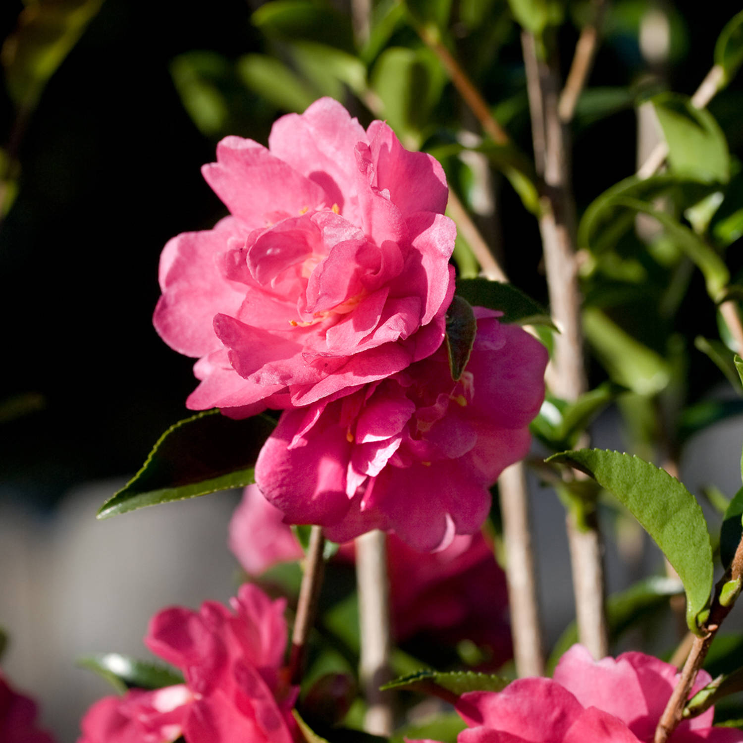 October Magic Rose Camellia (sasanqua), Pink flowers in fall ...