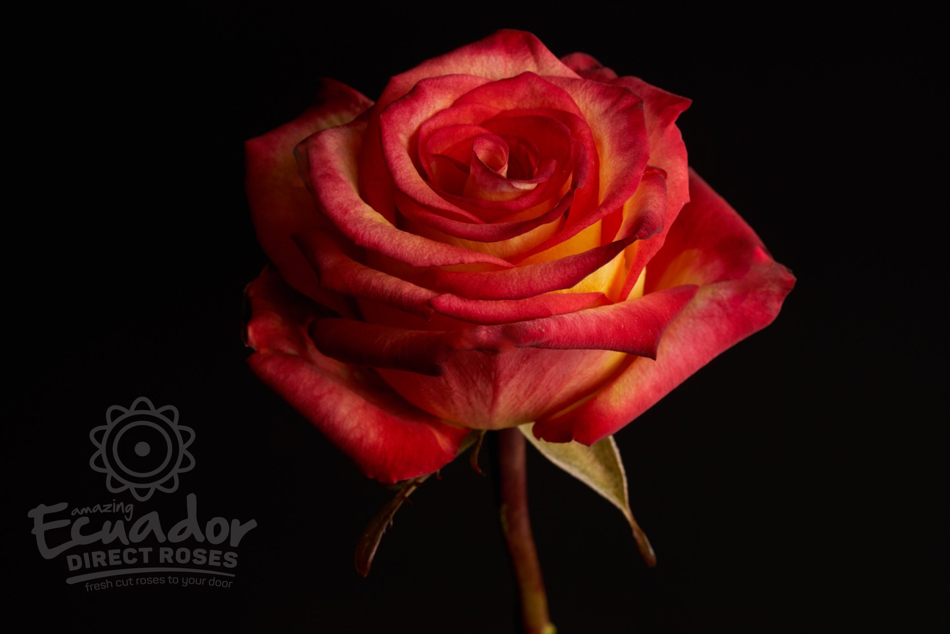 HIGH & MAGIC - Bicolor Yellow and Red Rose | Ecuador Direct Roses