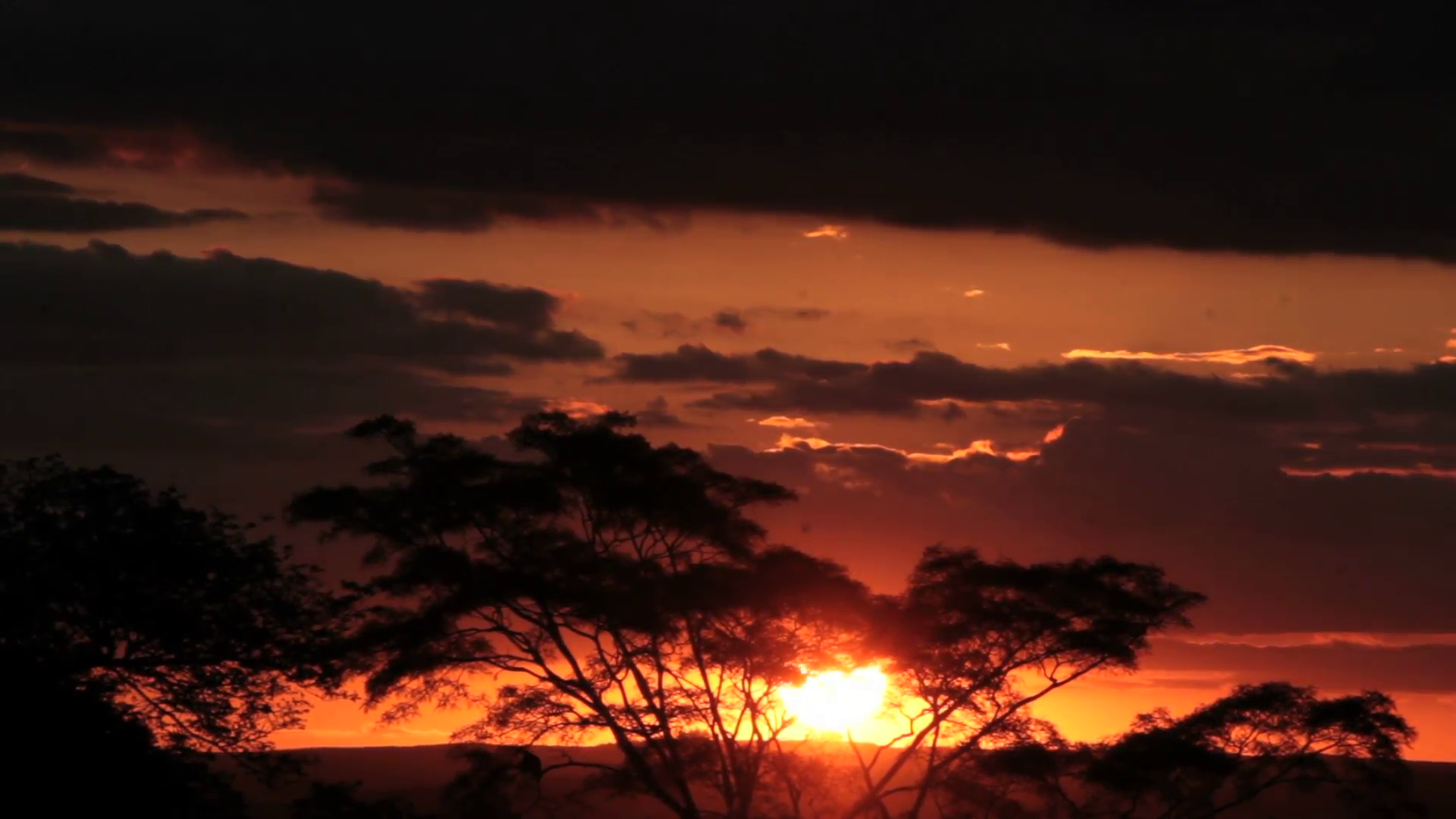 Magic sunrise over trees Stock Video Footage - VideoBlocks