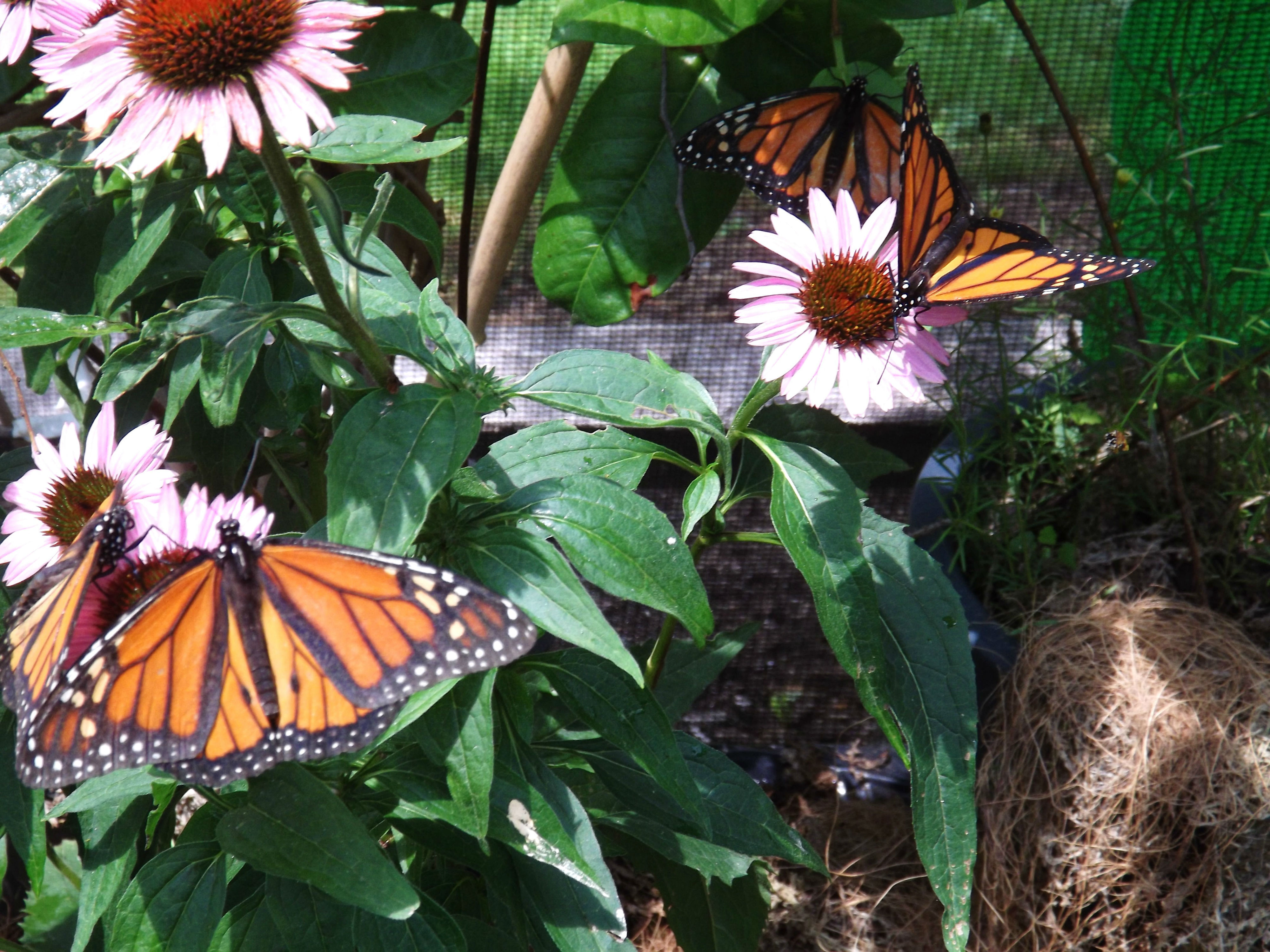 County to host “Magnificent Monarch Migration” Event at East Jersey ...