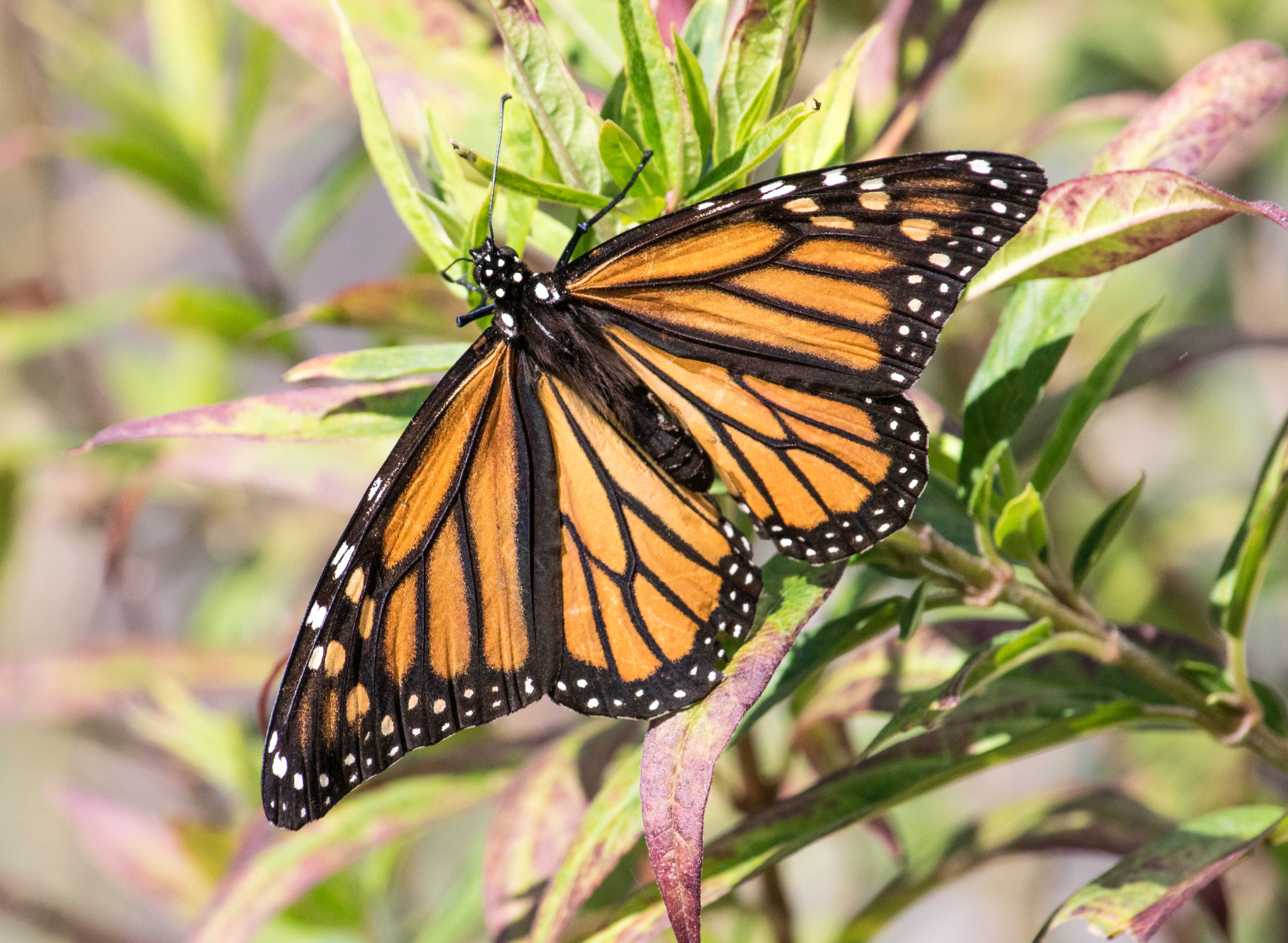 Magnificent Monarchs | Chesapeake Seasons