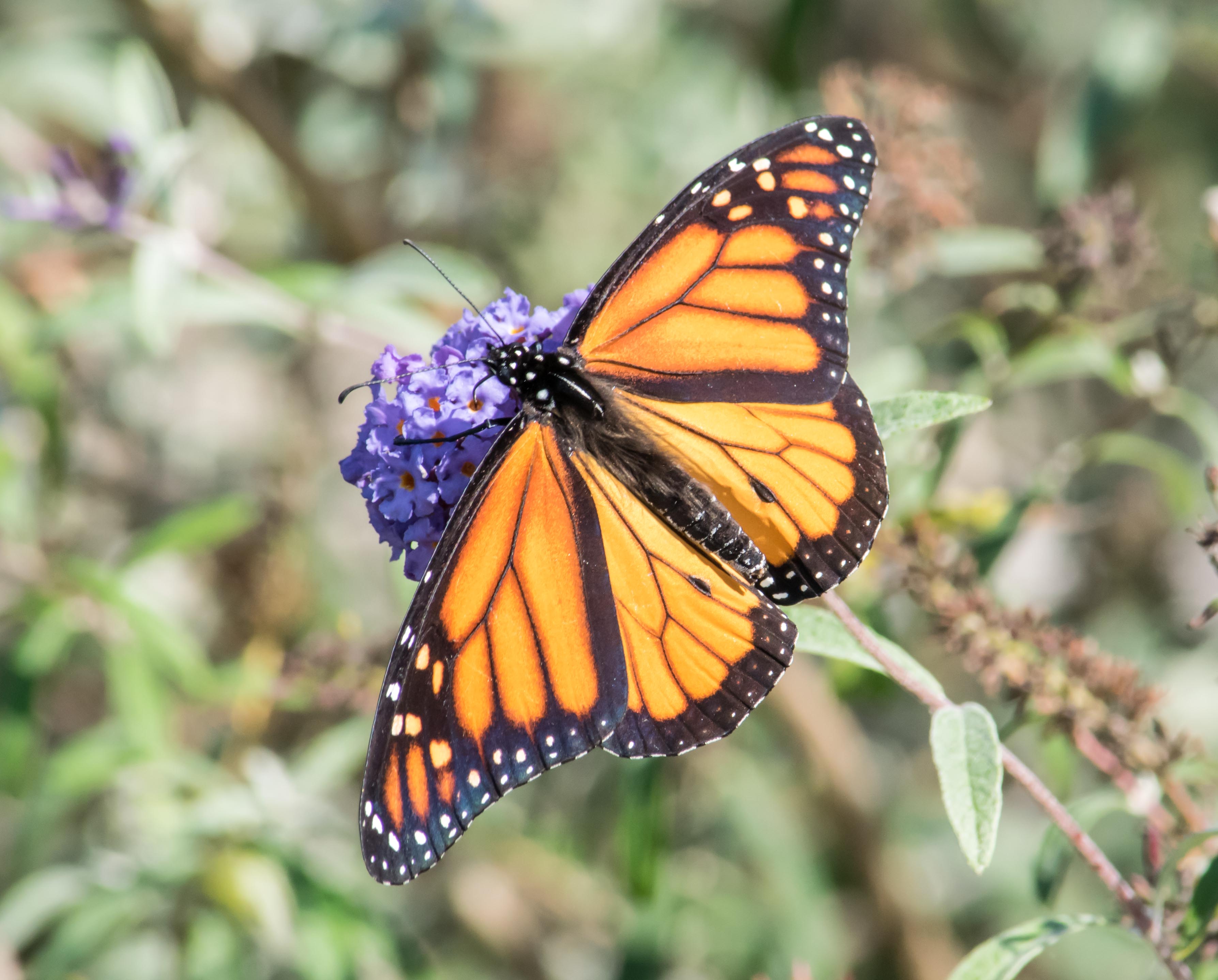 Magnificent Monarchs | Chesapeake Seasons