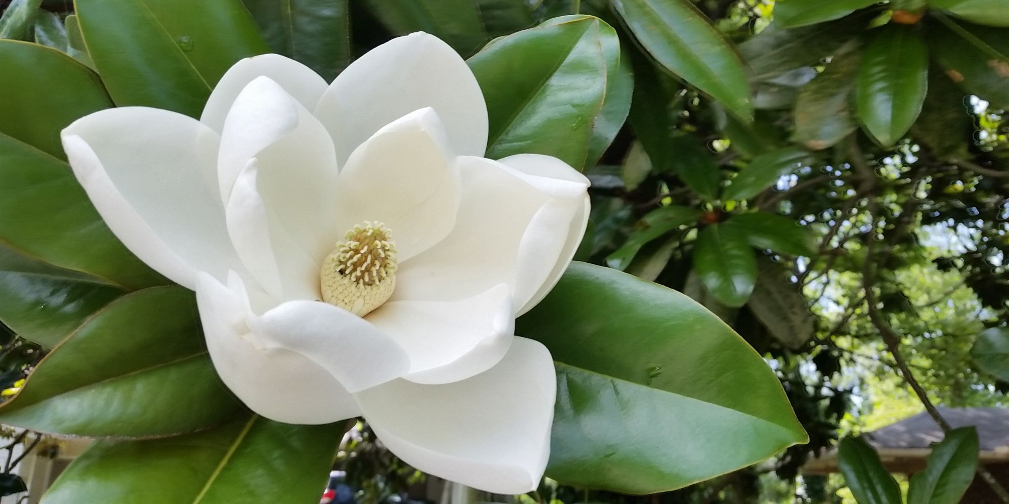 Chip and Joanna Magnolia Meaning - Magnolia Market Name Meaning
