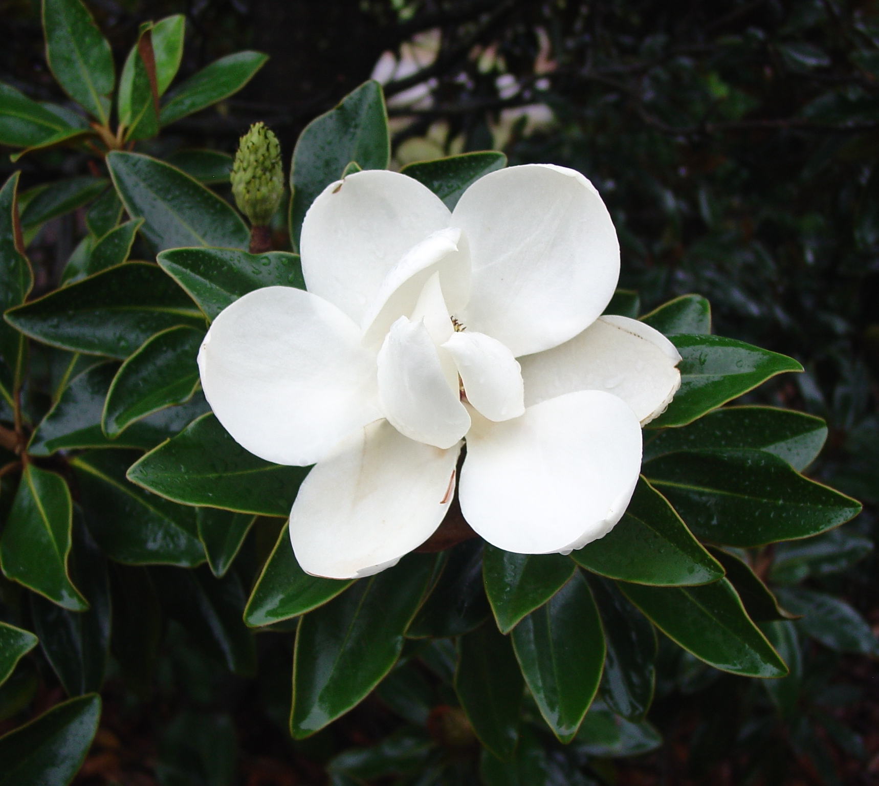Magnolia Little Gem 400mm Pot | Dawsons Garden World