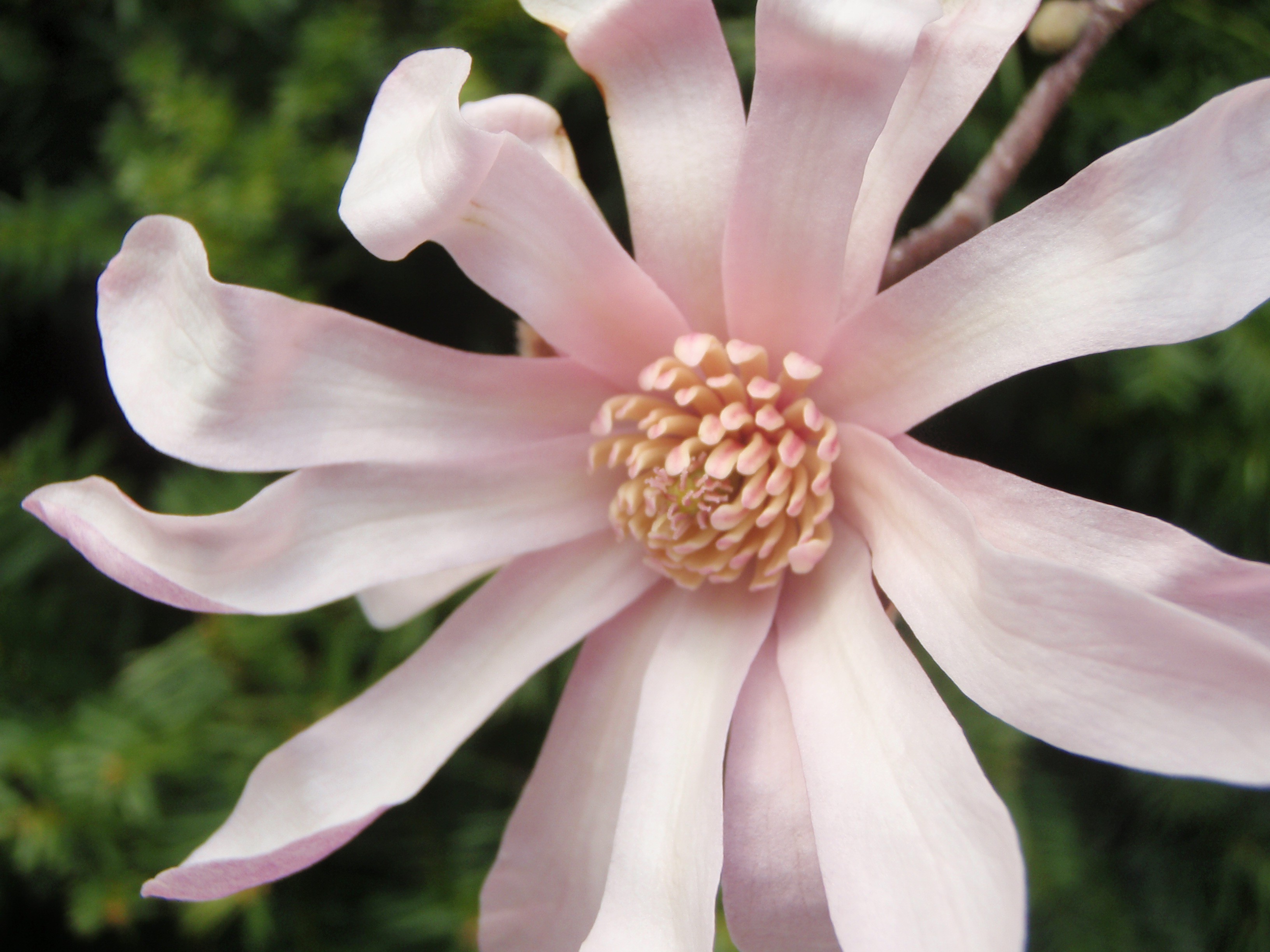 Flowers: Magnolia Closeup Pink Zoom Tree Flower Cool Wallpapers for ...