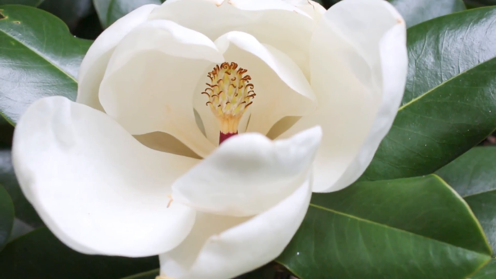 Beautiful white magnolia flower in a garden close-up Stock Video ...