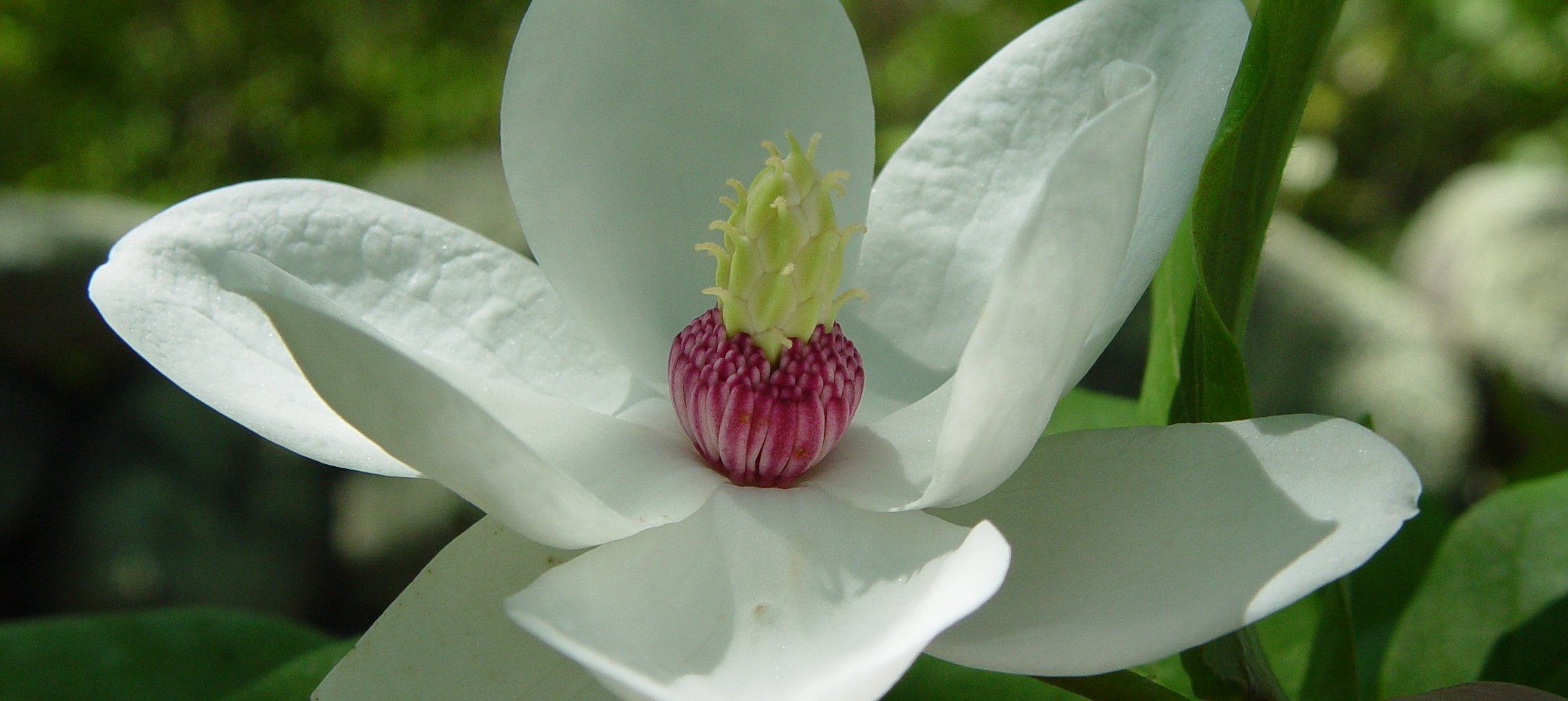 Magnolia Selection, Care, and Maintenance