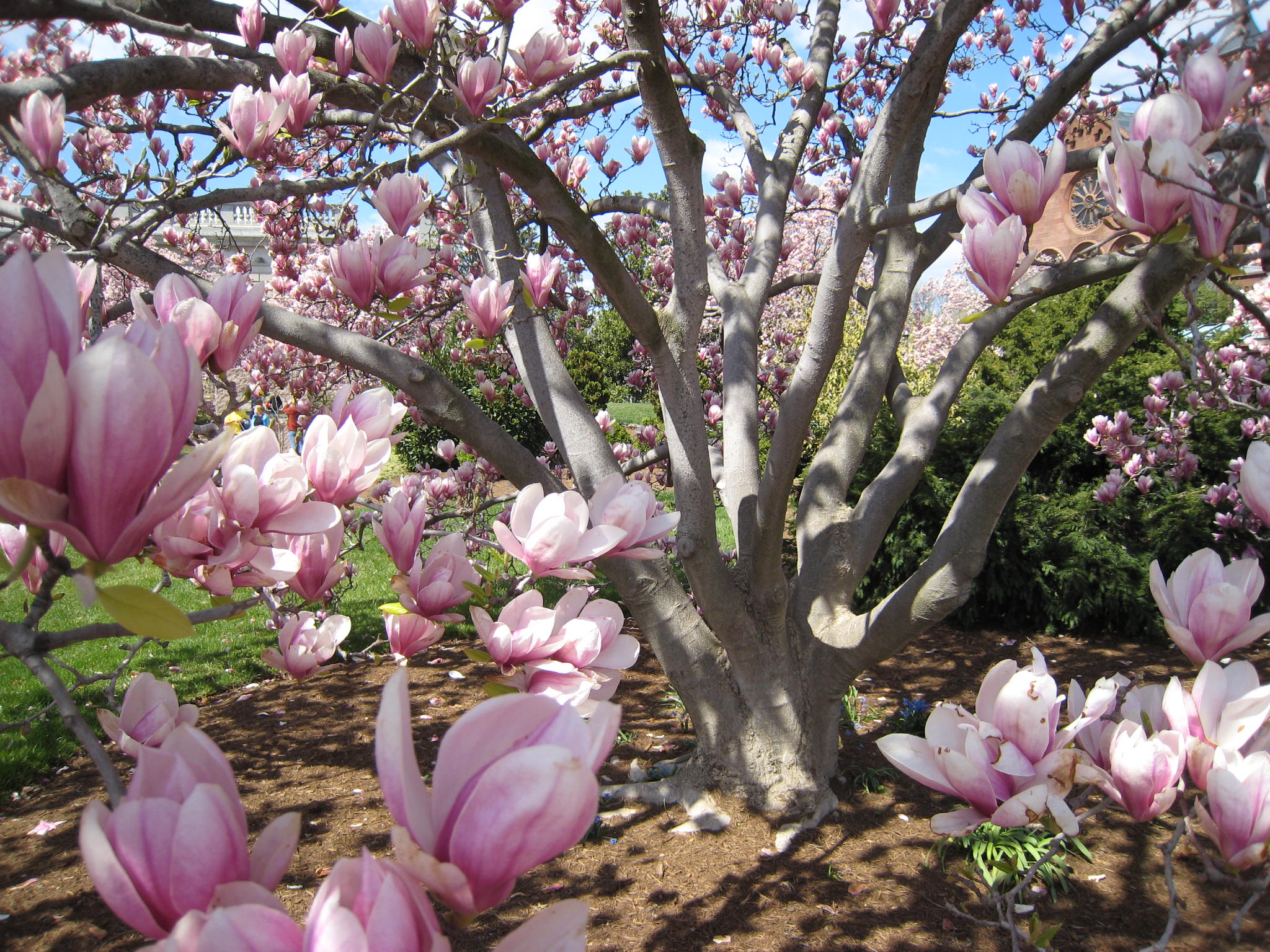 Magnolia tree photo