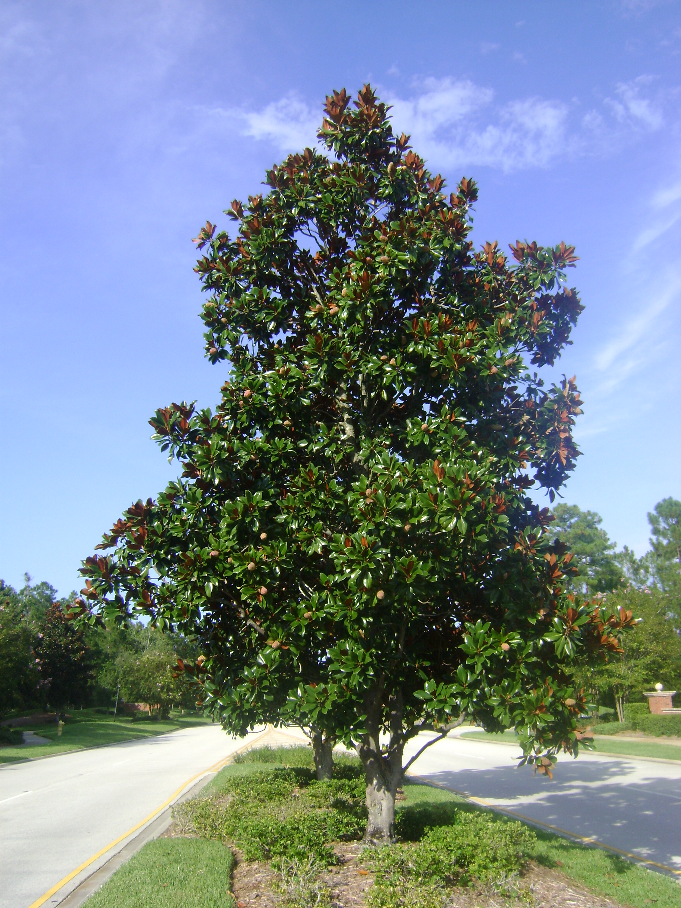 Magnolia Tree - Orlando Plants and Trees