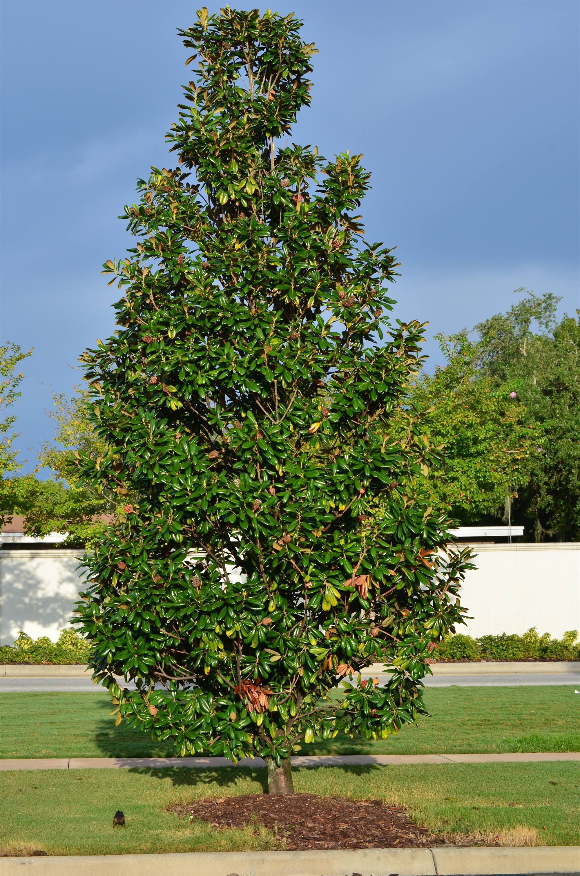 Buy Magnolia Trees, For Sale in Orlando, Kissimmee