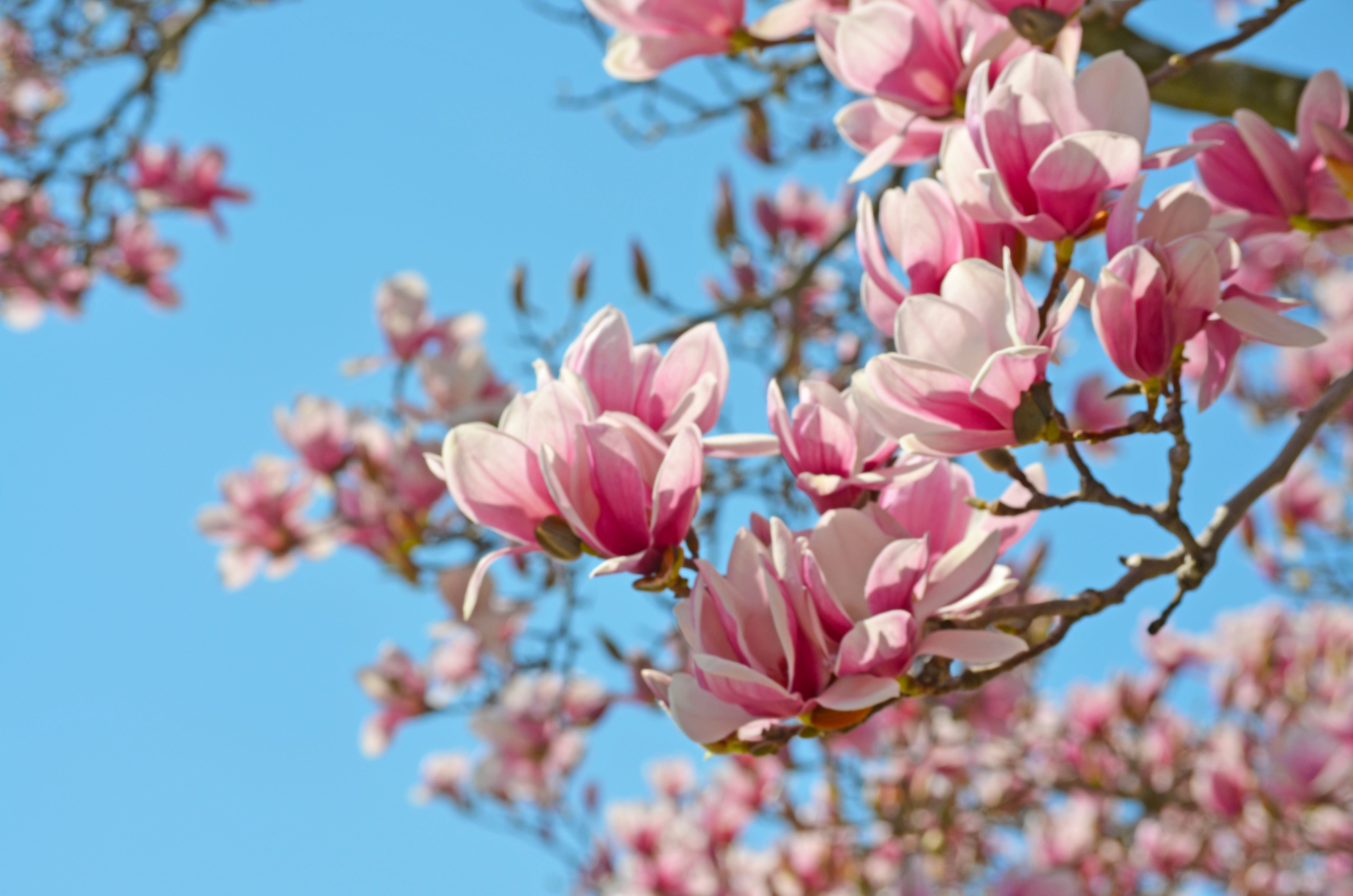 Focus: Magnolias for Her – Altenew