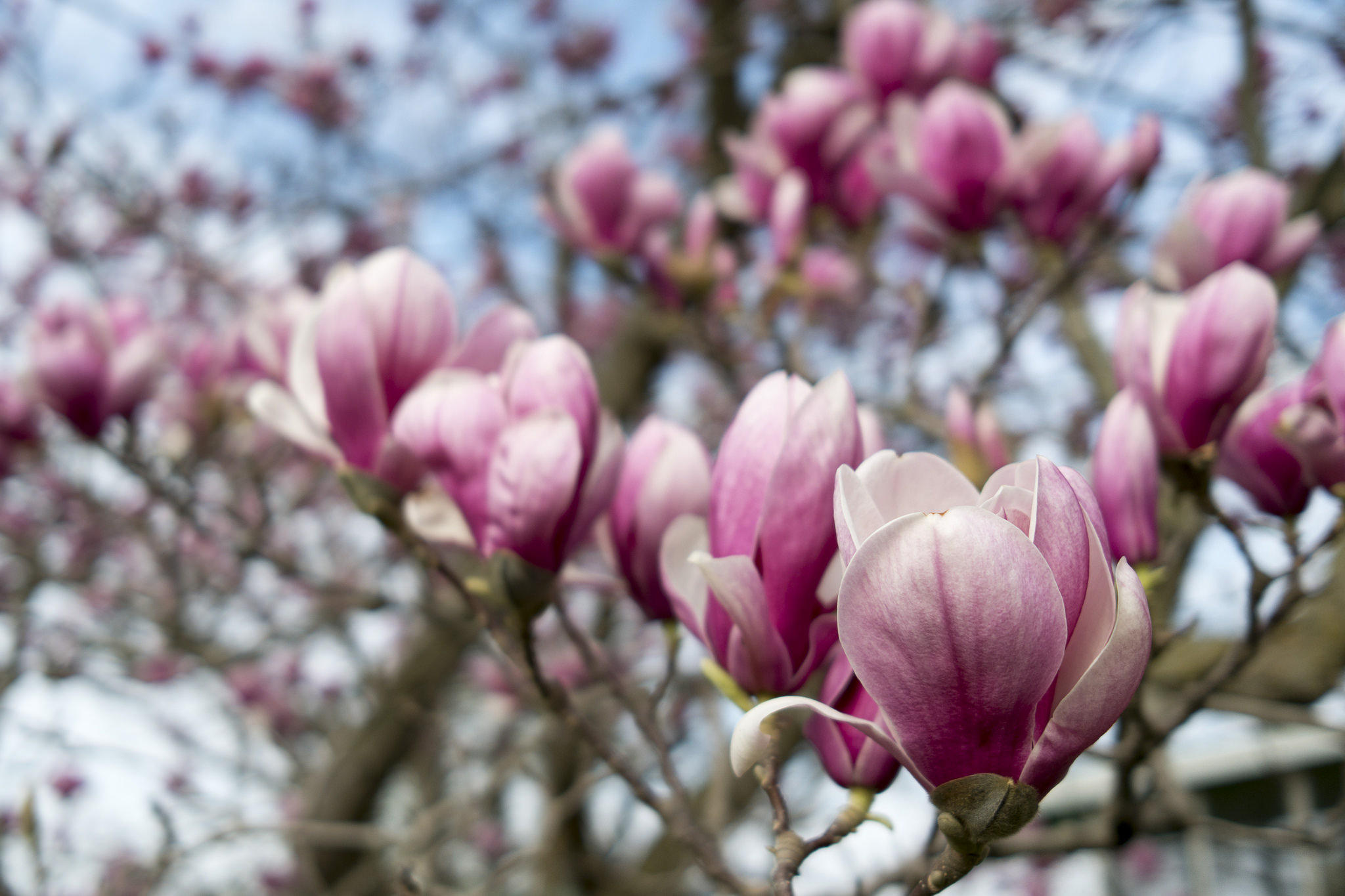 Connecticut Garden Journal: Growing Magnolias | Connecticut Public Radio