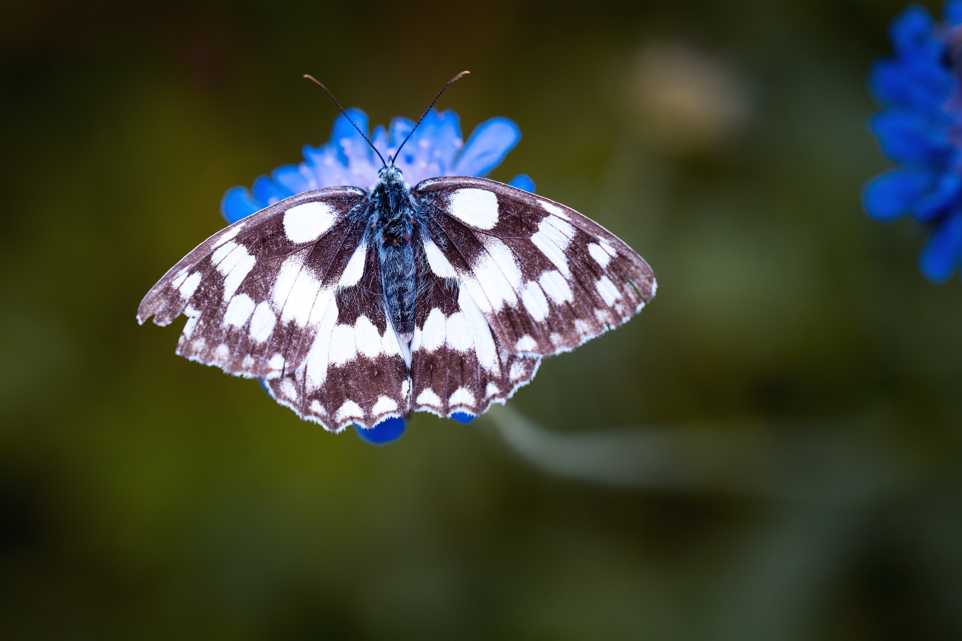 Magpie moth perched on blue flower in tilt shift lens photo