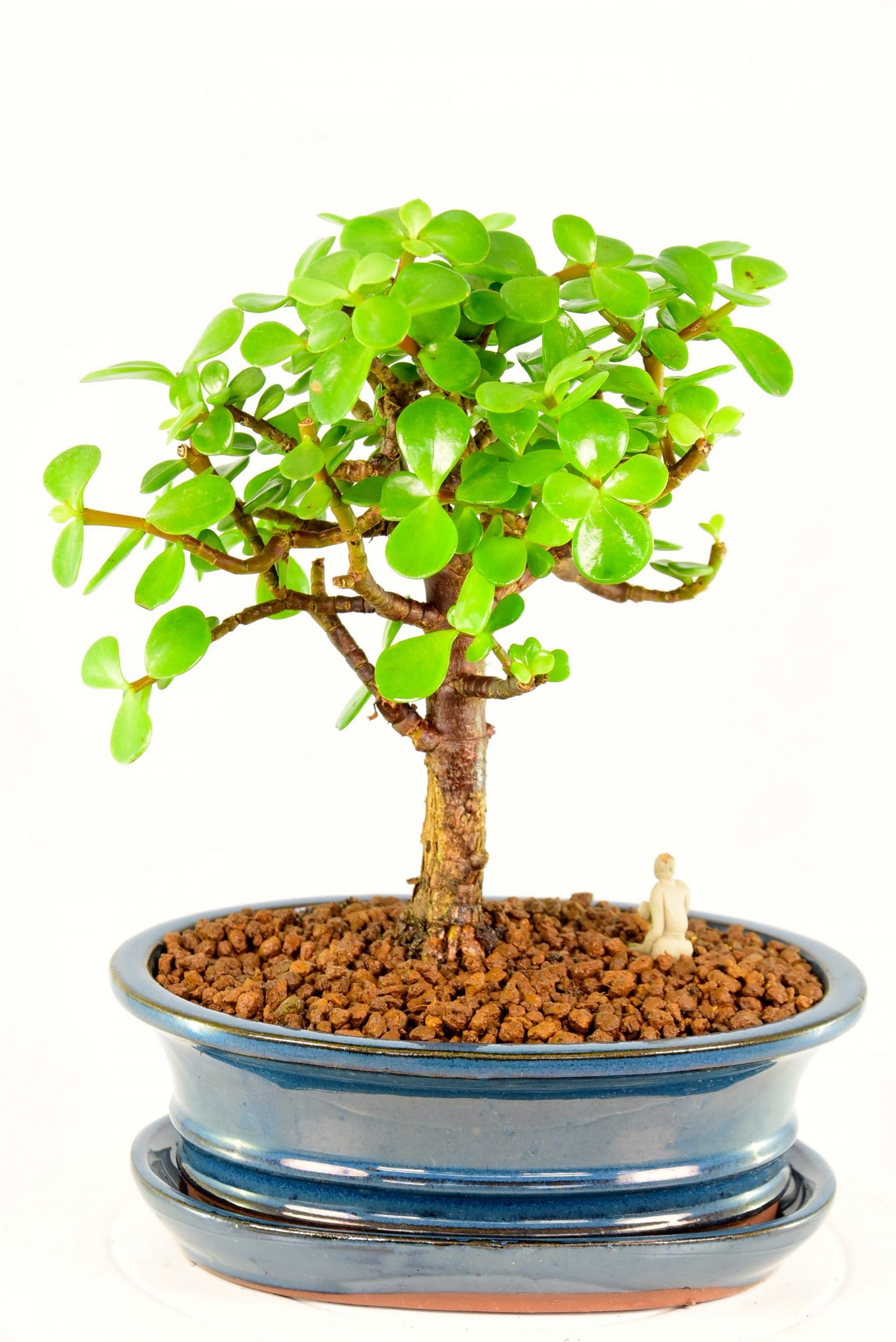 Premium Indoor Jade bonsai tree for sale in the UK. Free delivery.