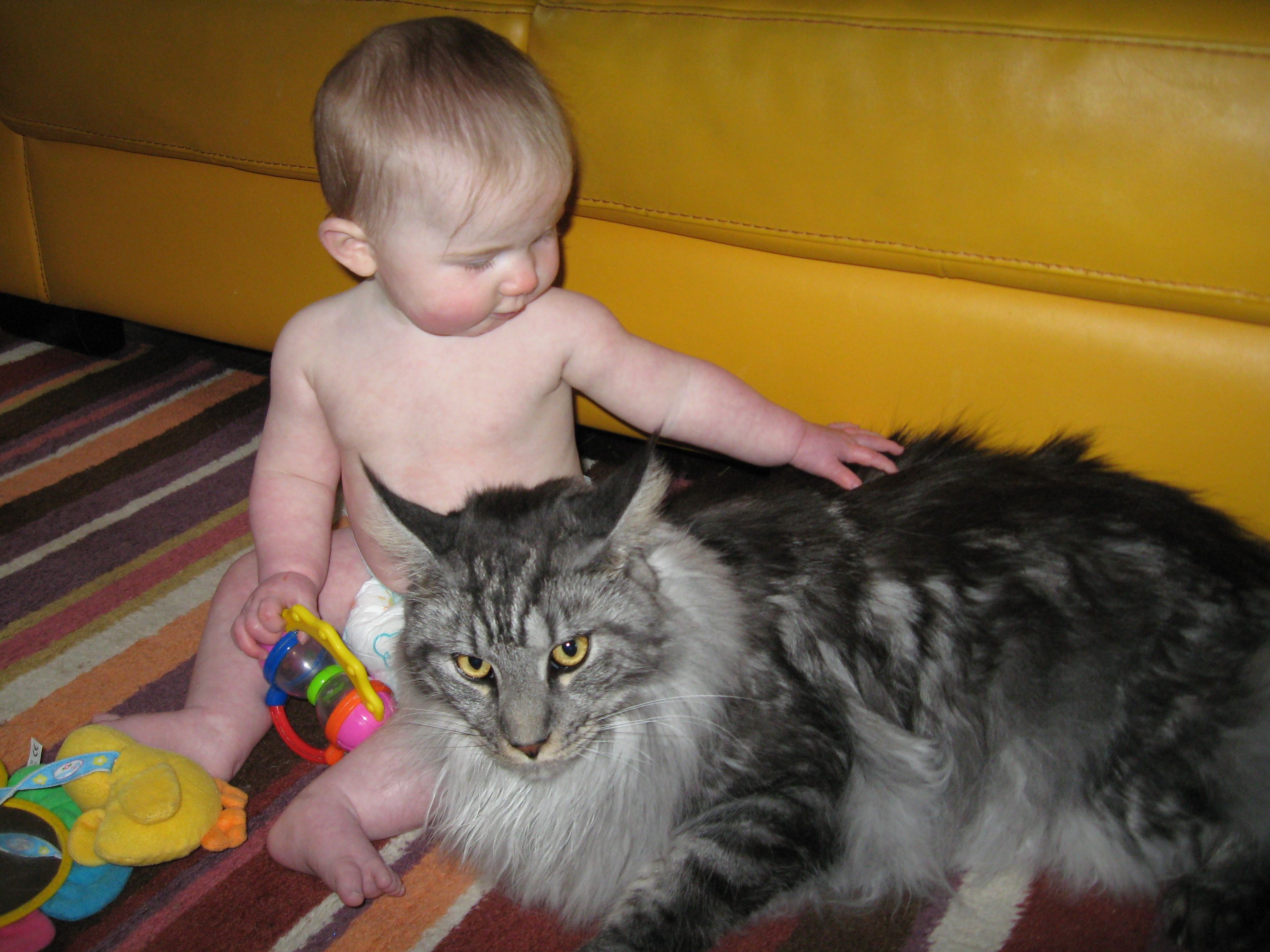 A cat as big as a baby!! From Mainecooncompanion.net | Maine Coon ...