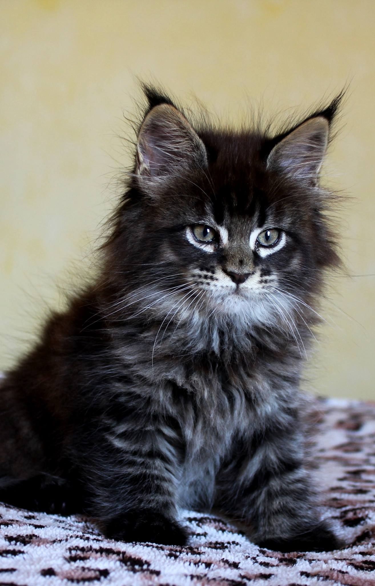 10 Cats who made Hilariously Poor Decisions | Maine coon kittens ...