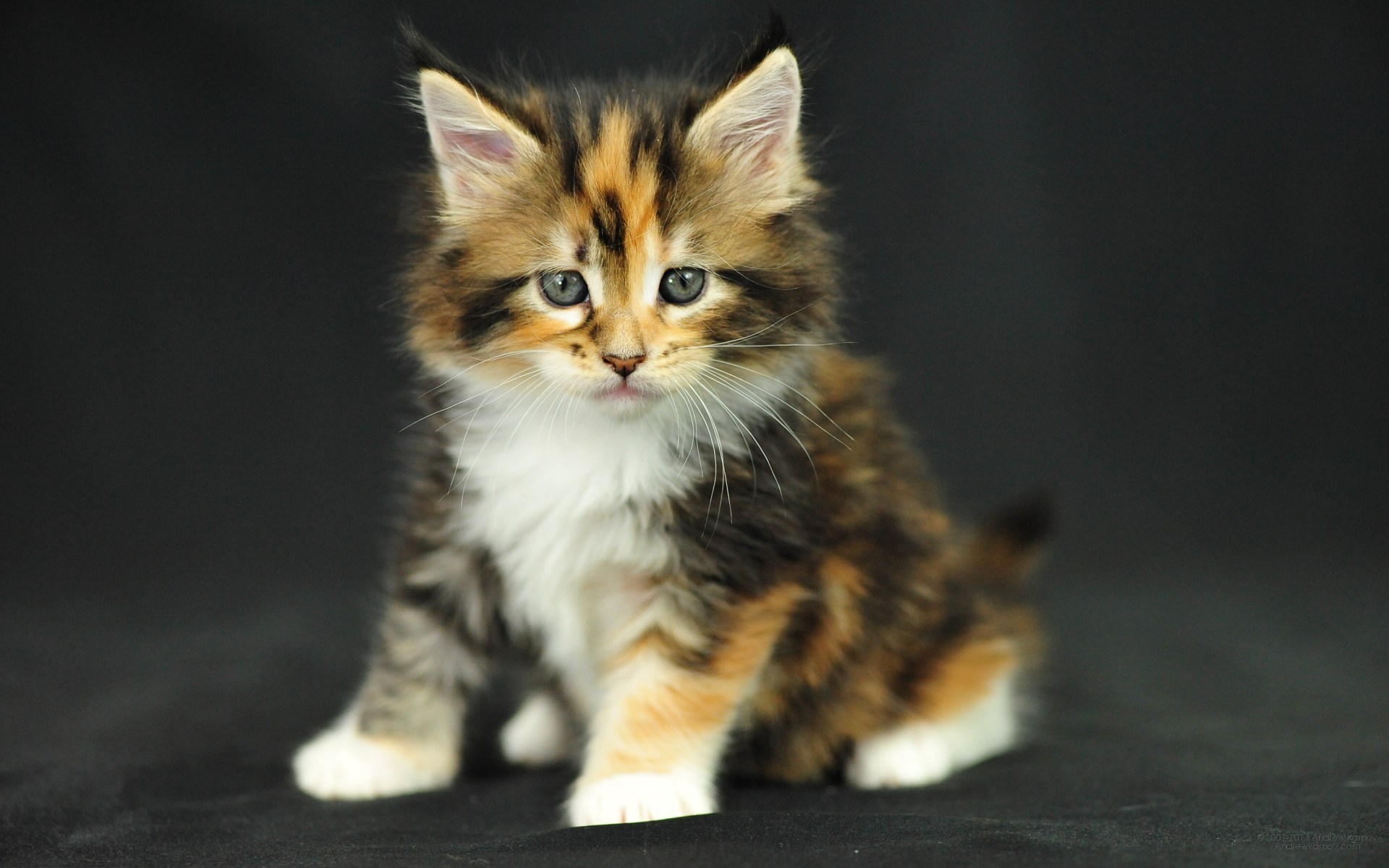 Maine Coon Cat Personality, Characteristics and Pictures ...