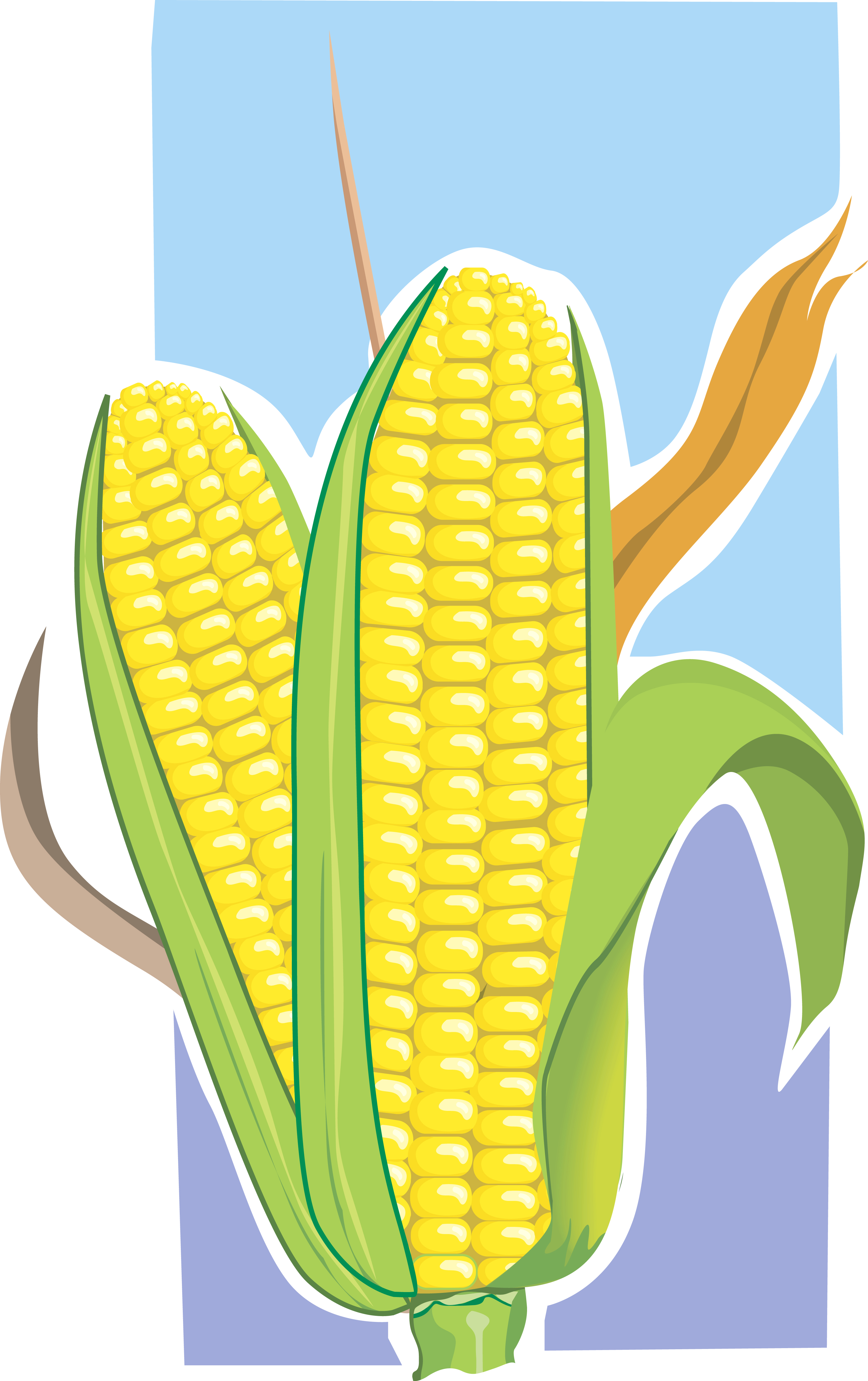 Maize illustration photo