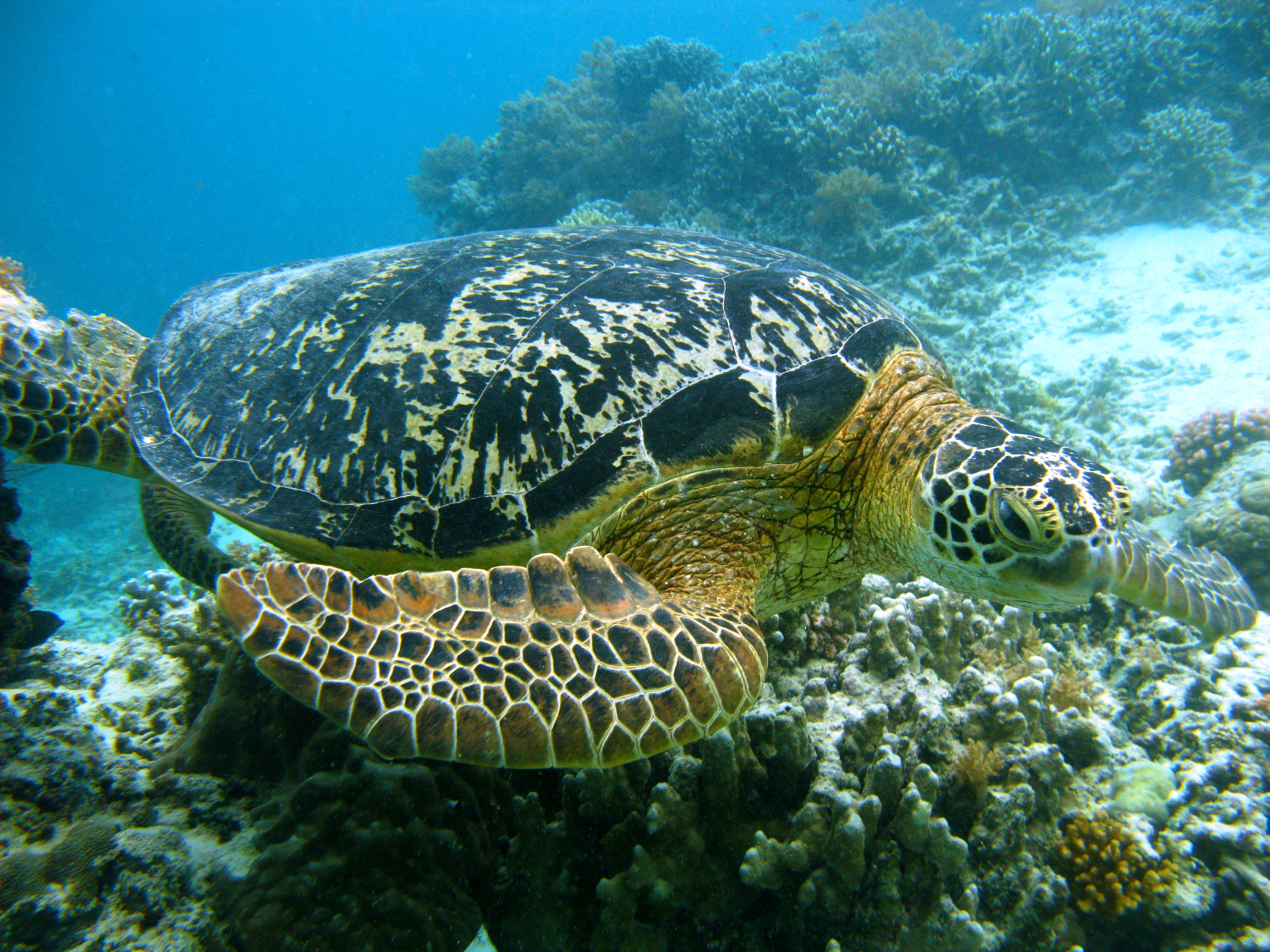 HAPPY 2011 WORLD SEA TURTLE DAY!!! | Sea Turtle Research Unit (SEATRU)