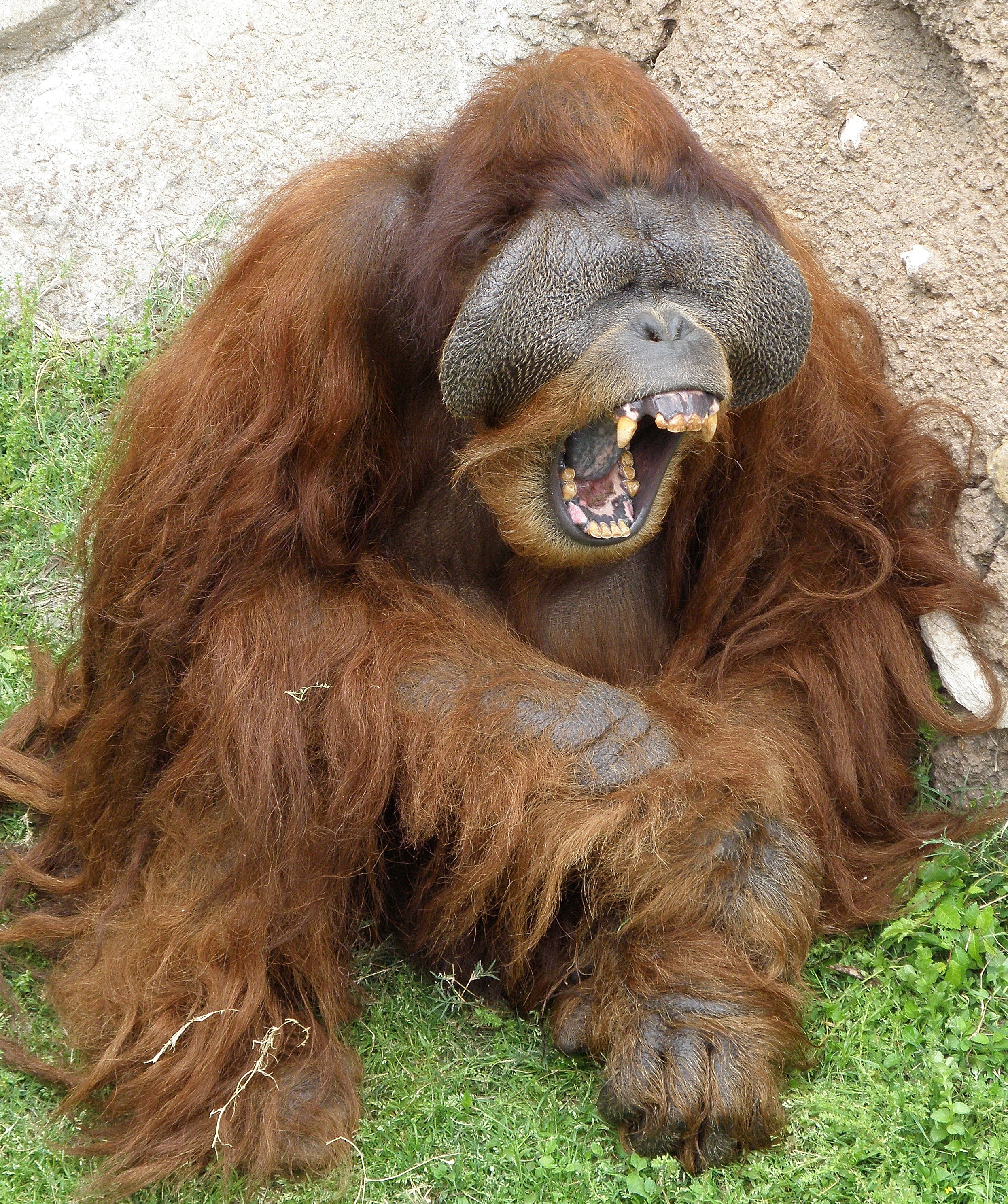Orangutans have an enormous arm span. A male may stretch his arms ...