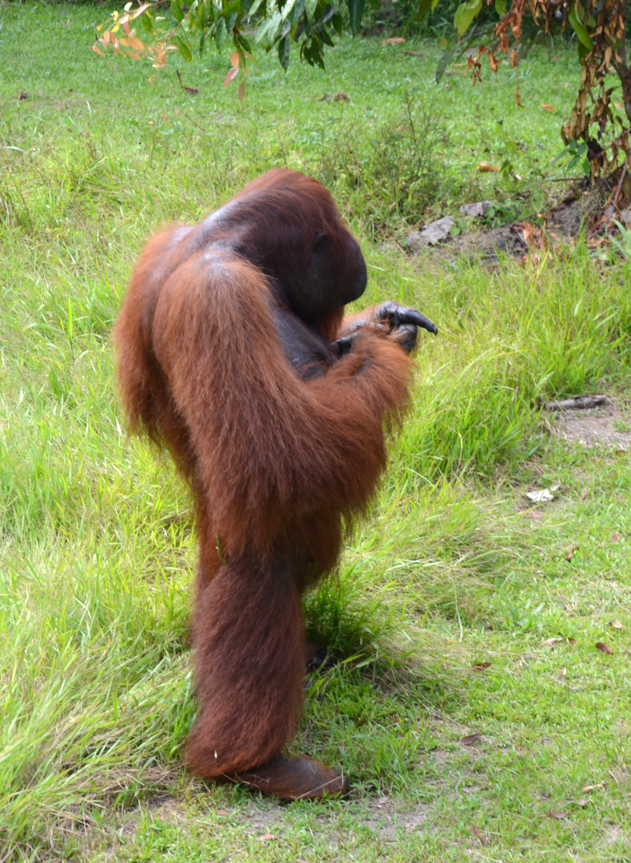 Orangutan Foundation International | Carolyn's Travel Stories