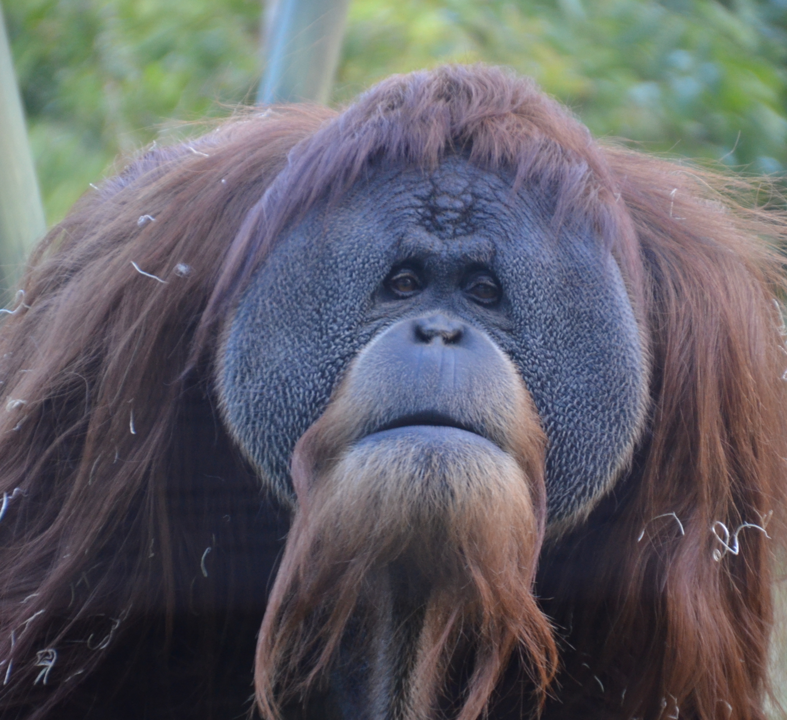 mad orangutan