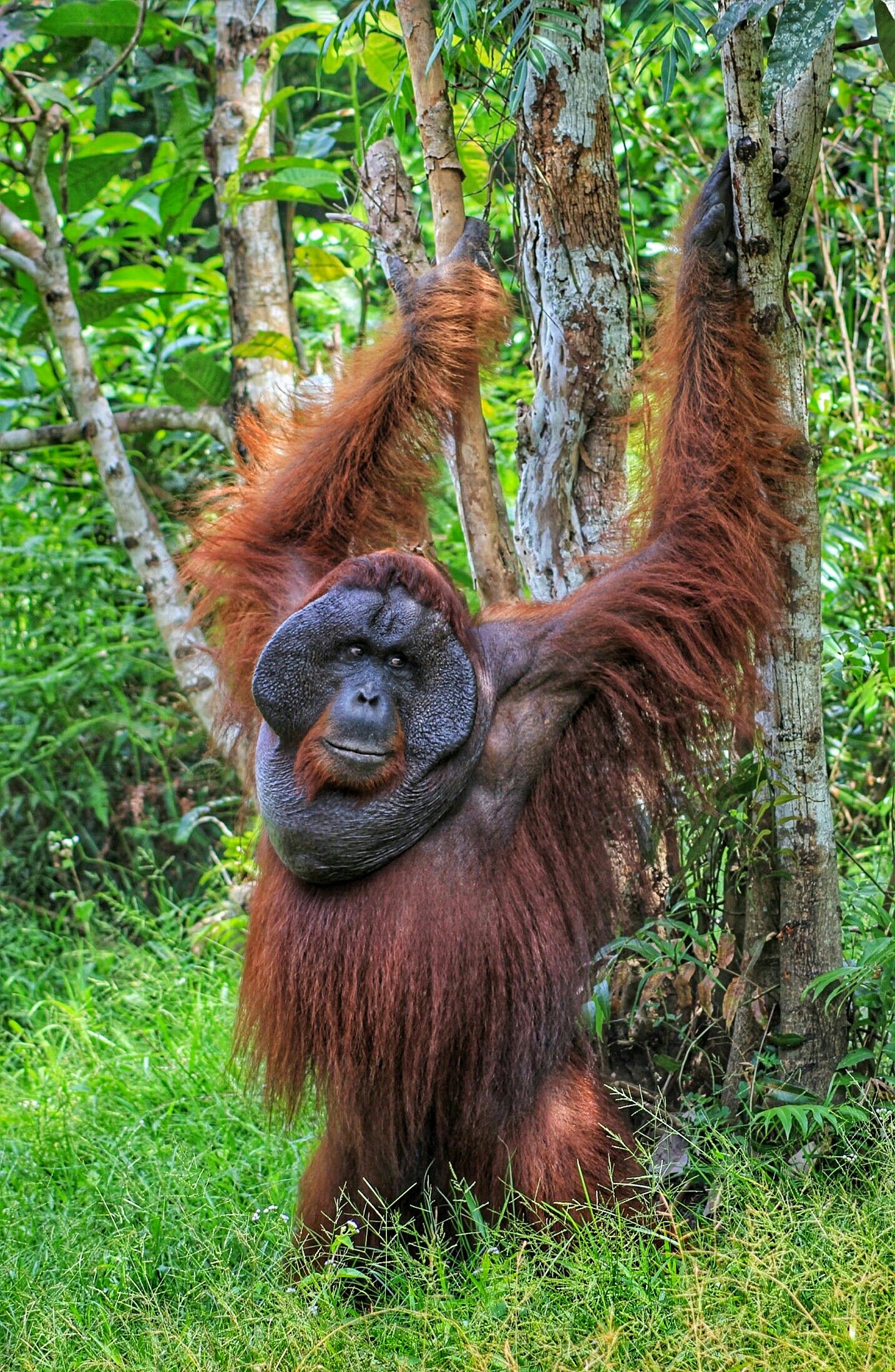Male Bornean orangutan | Wild Animals | Pinterest | Bornean ...