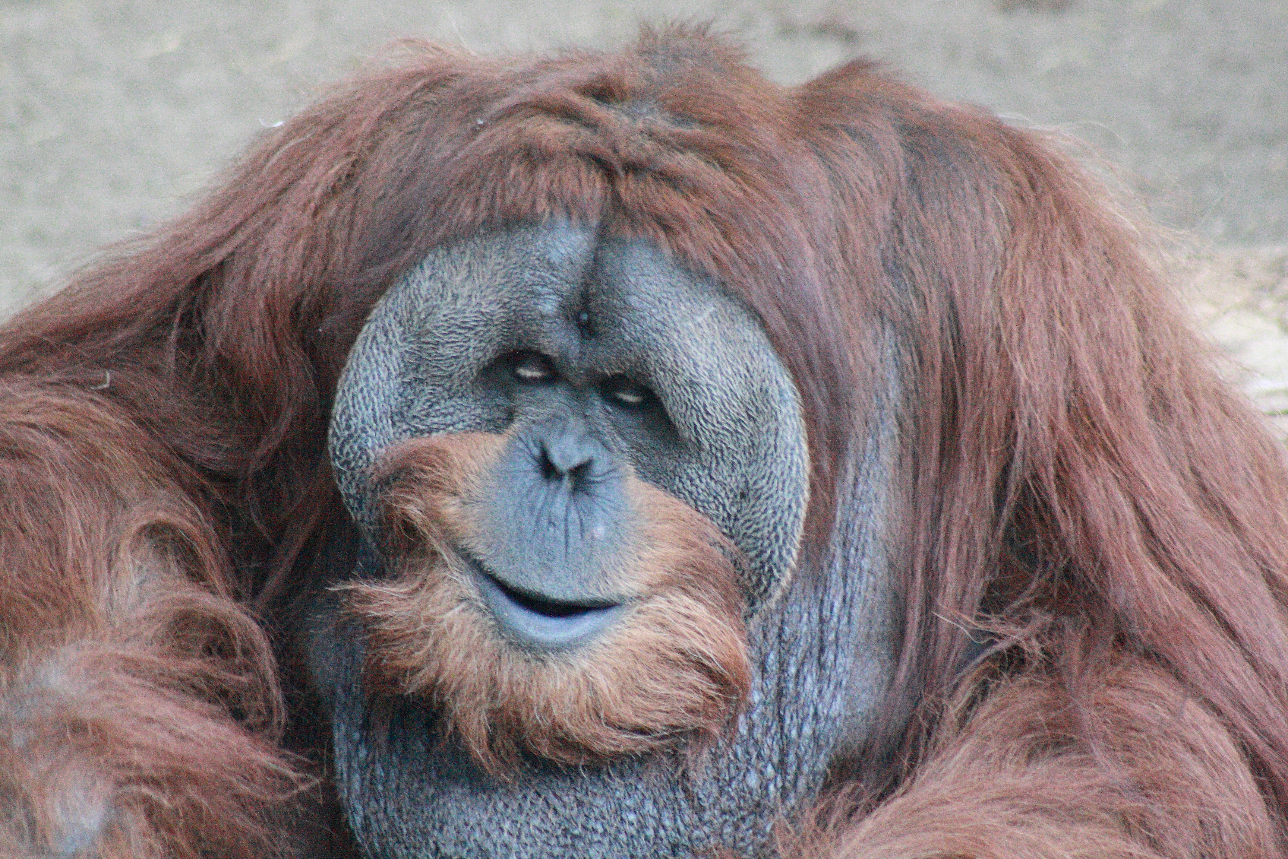 Free photo Male Adult Orangutan  Ape Brown Fur Free 