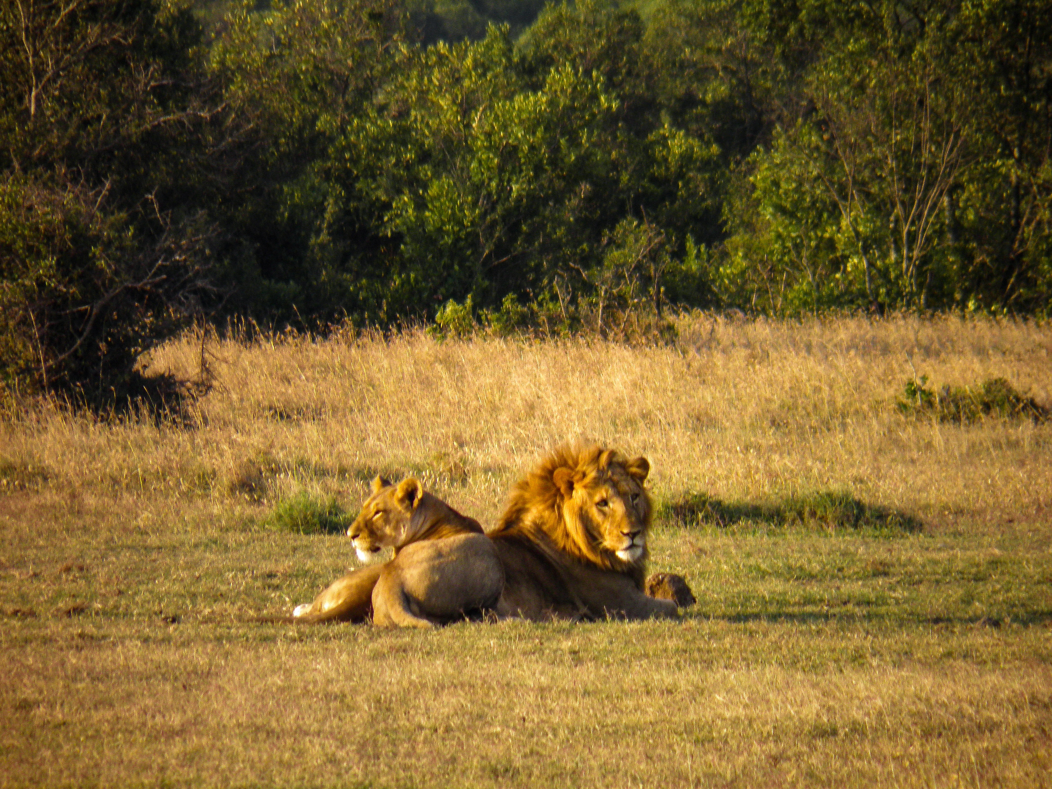 Male and Female Lions on Grass Field, Animals, Outdoors, Wildlife, Trees, HQ Photo