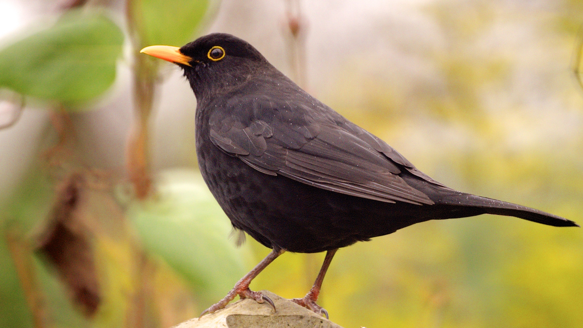 File:Blackbird (male) in my garden (8407766585).jpg - Wikimedia Commons