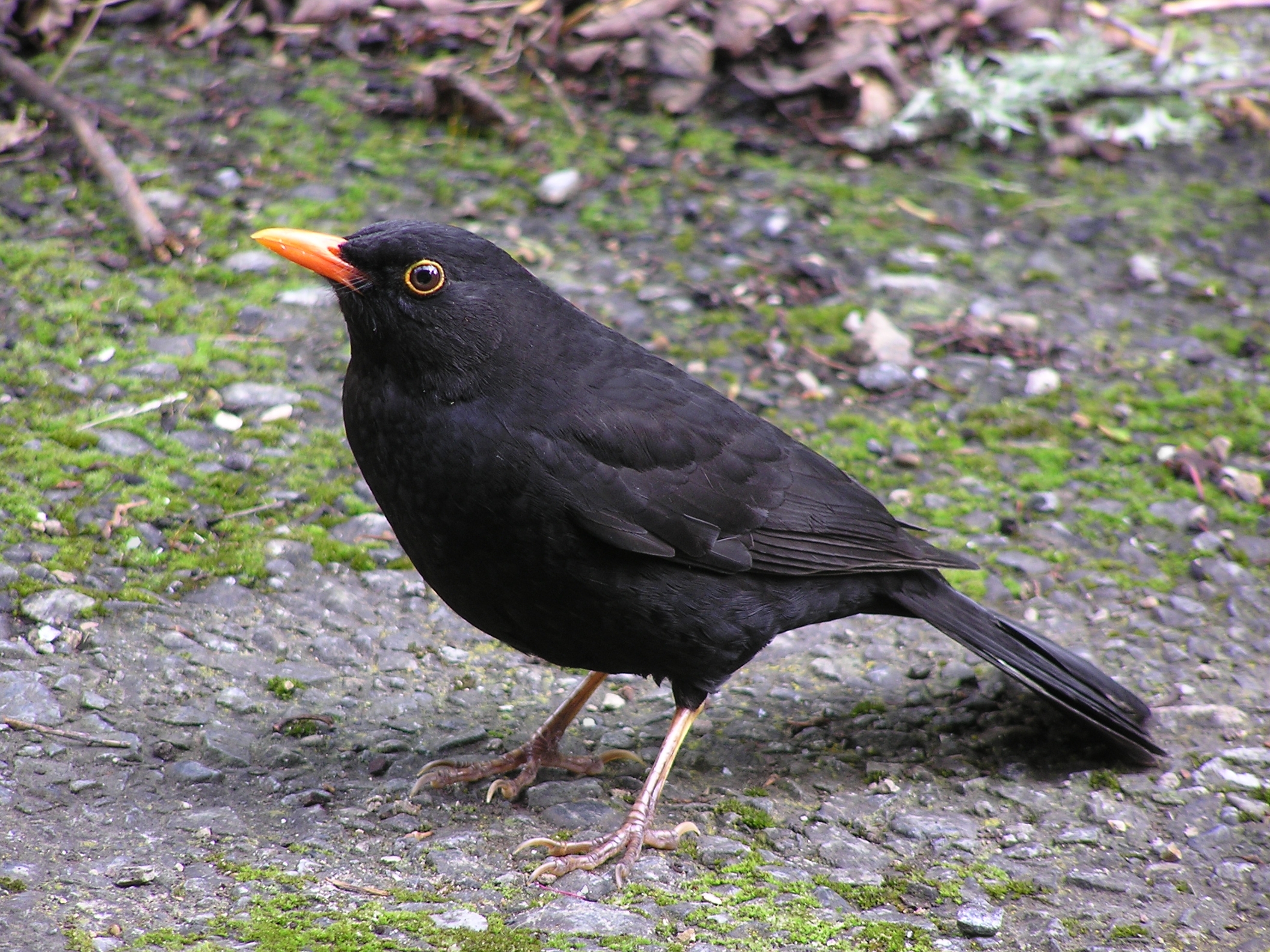 File:Blackbird (male).jpg - Wikimedia Commons