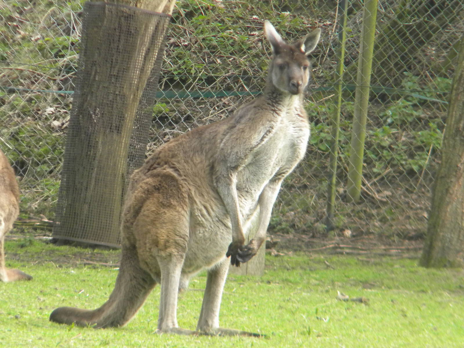 Western grey Kangaroo at Blackpool Zoo 26th March 2011 | ZooChat