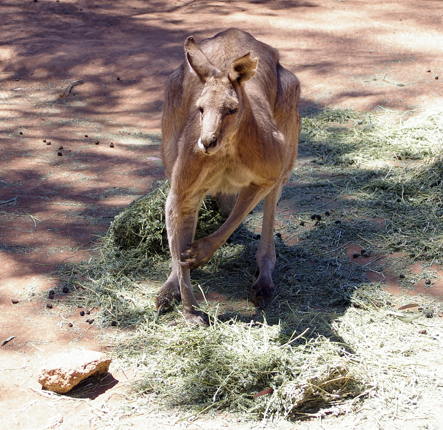 File:Male Eastern Grey Kangaroo (Macropus giganteus).jpg - Wikimedia ...