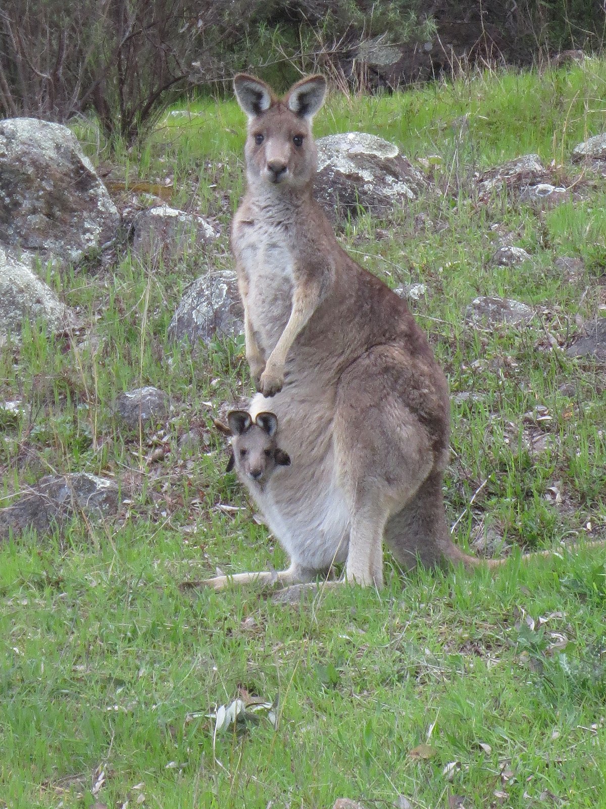 Eastern grey kangaroo - Wikipedia