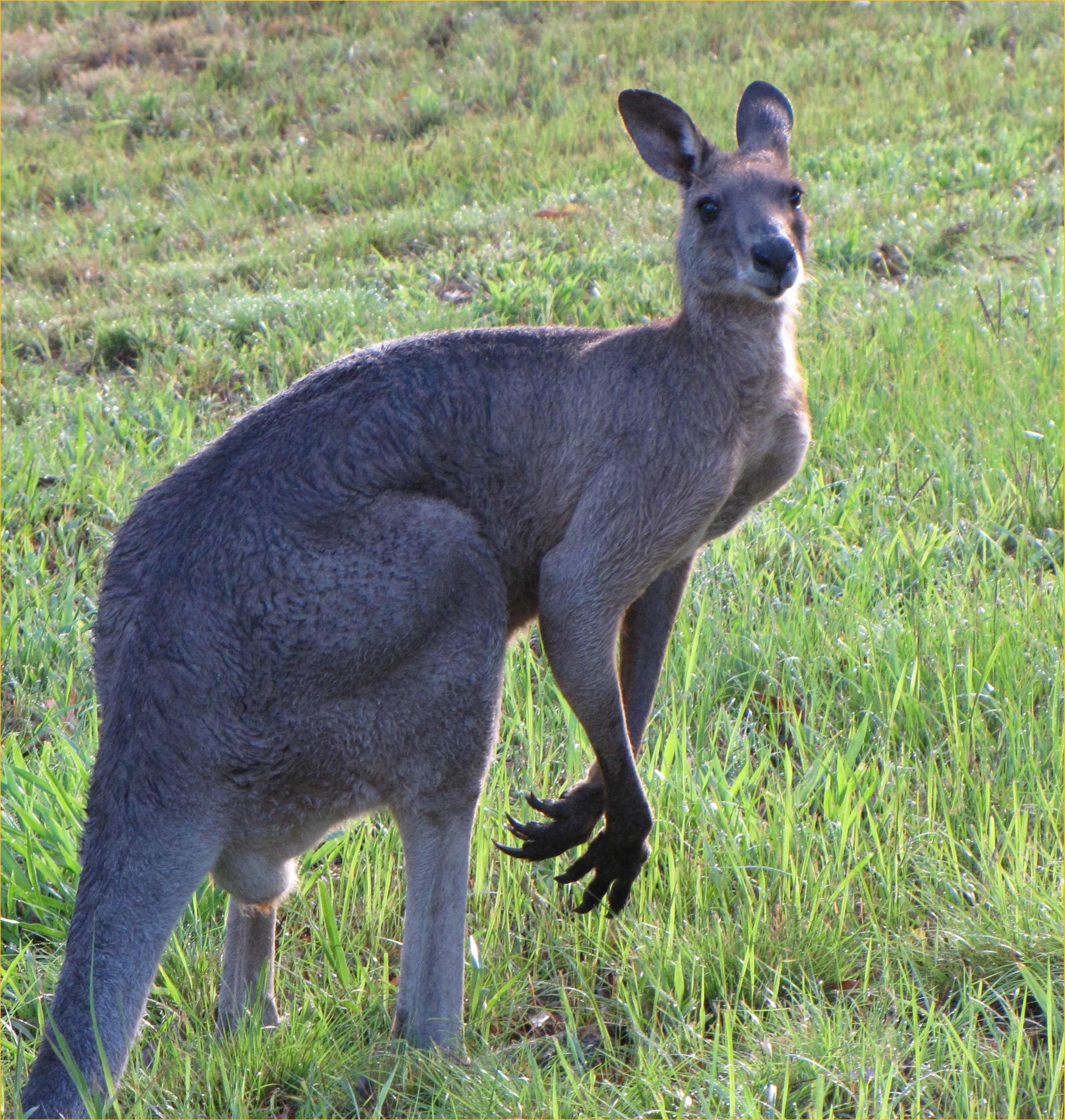 Free photo: Male Grey Kangaroo - Animal, Australian, Claws - Free ...