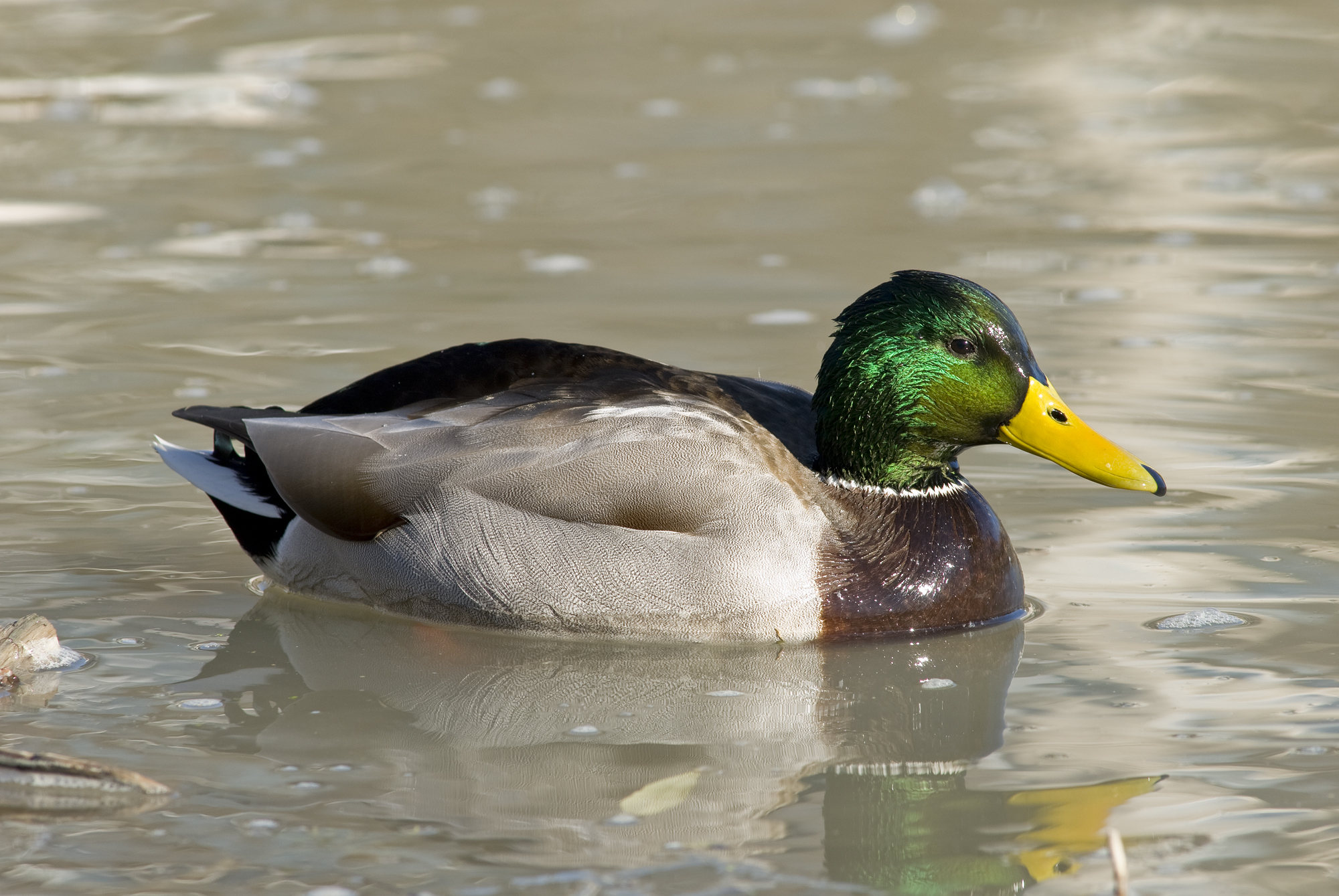 File:Male mallard duck 3.jpg - Wikimedia Commons