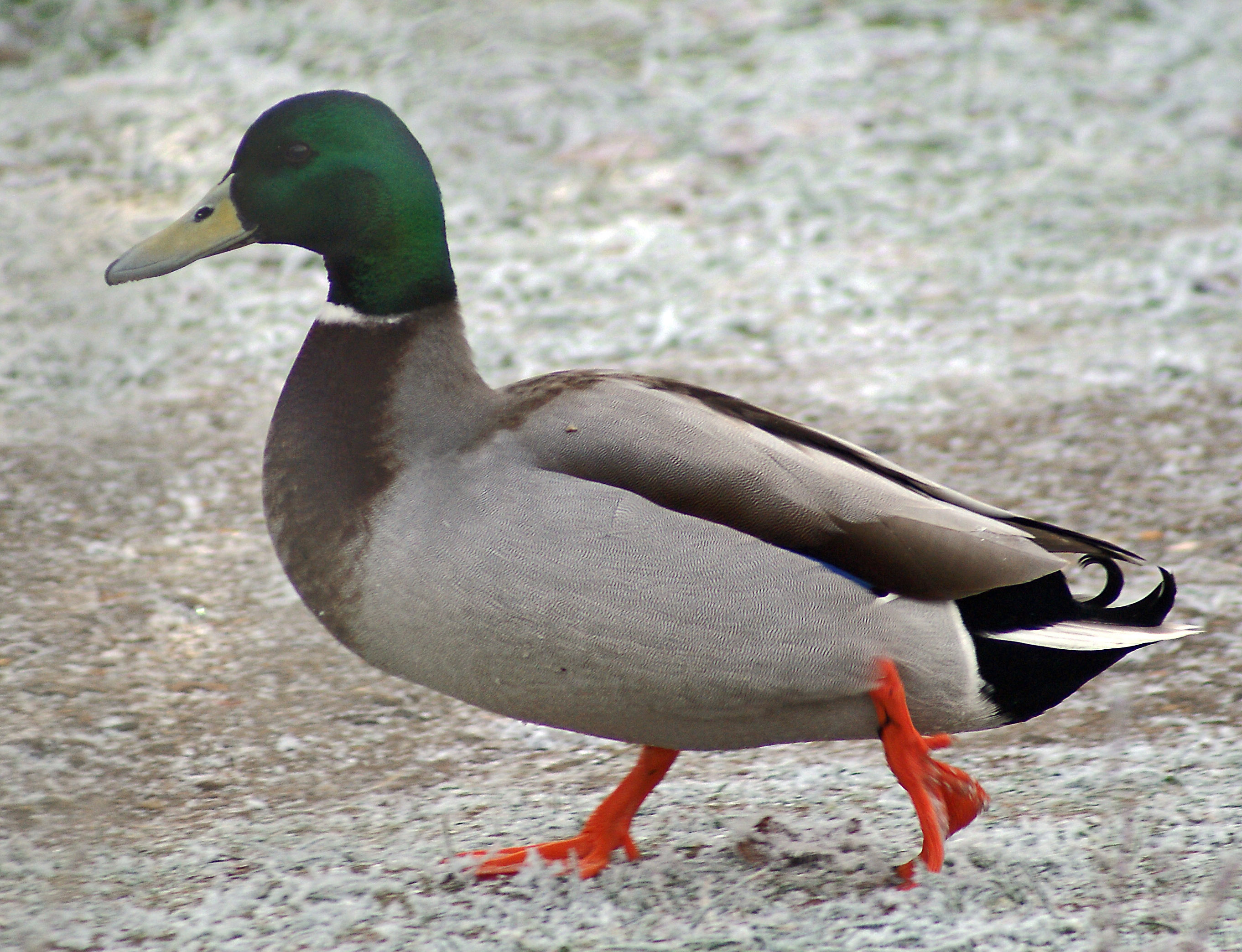 Male Mallard duck | Clement Allen Photography