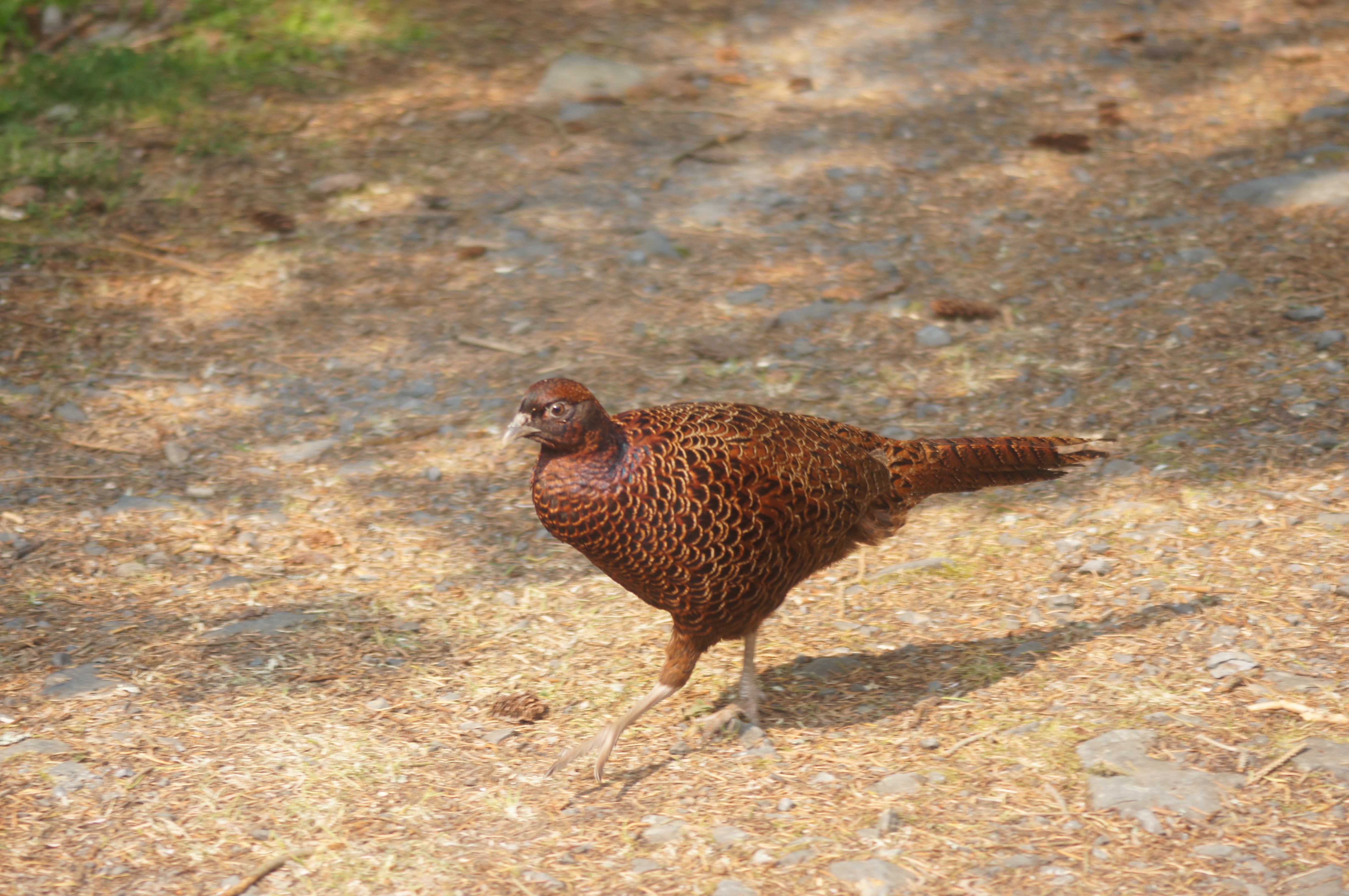 Is this a pheasant. - Identify this - Wildlife - The RSPB Community