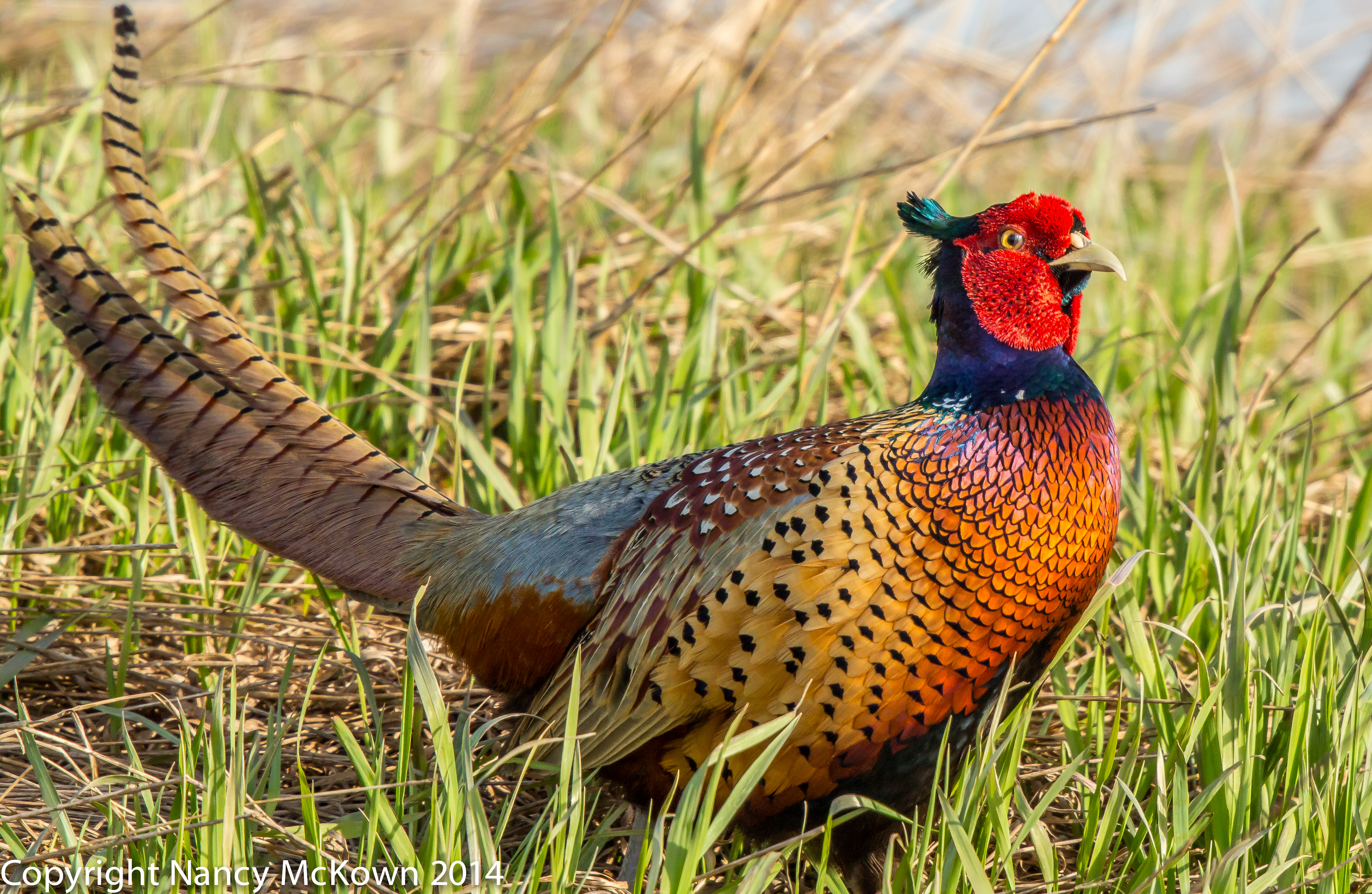 Photographing Ring-Necked Pheasants - Advantages of an Advanced Auto ...