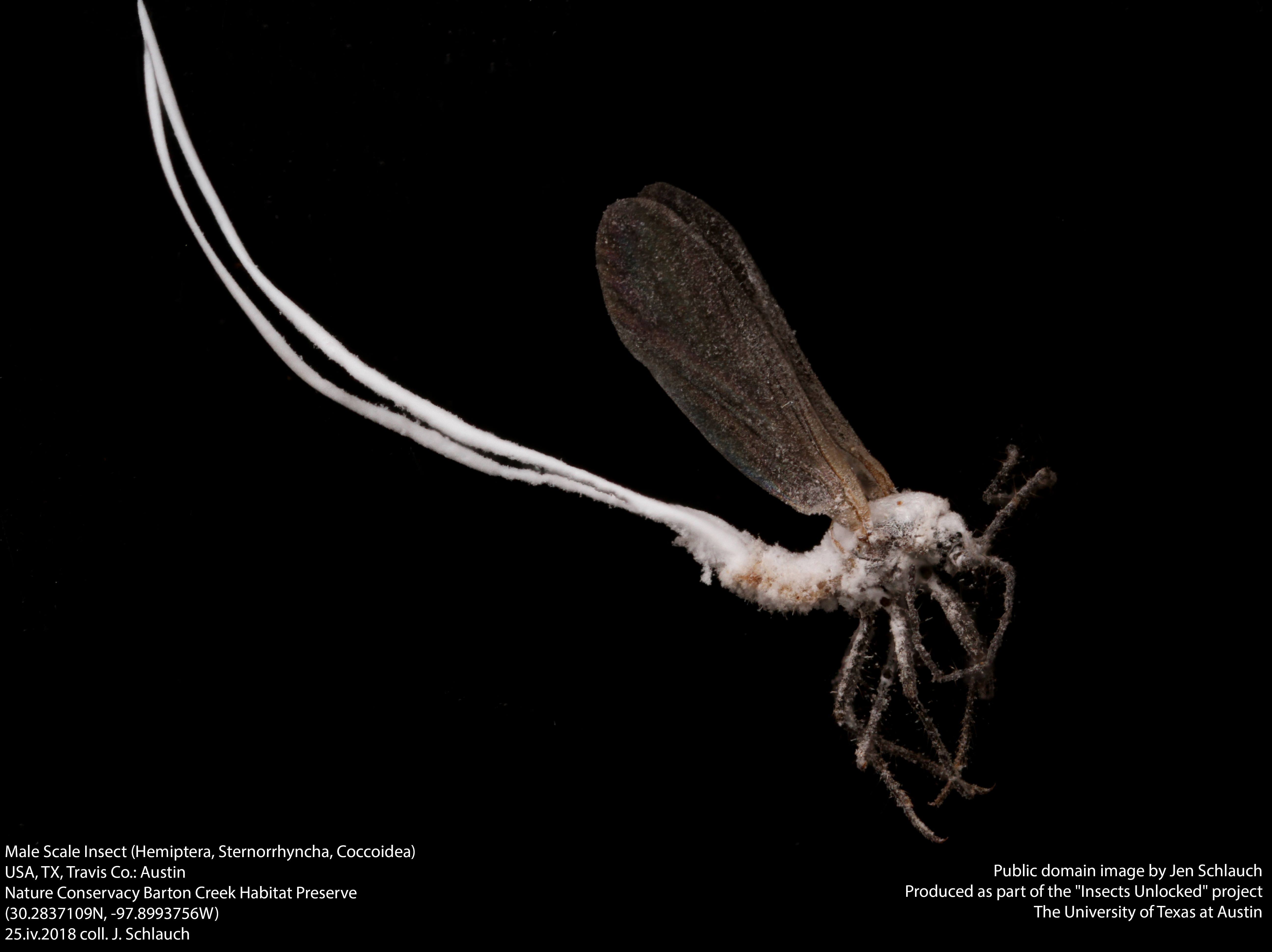 Male scale insect (hemiptera, sternorrhyncha, coccoidea) photo