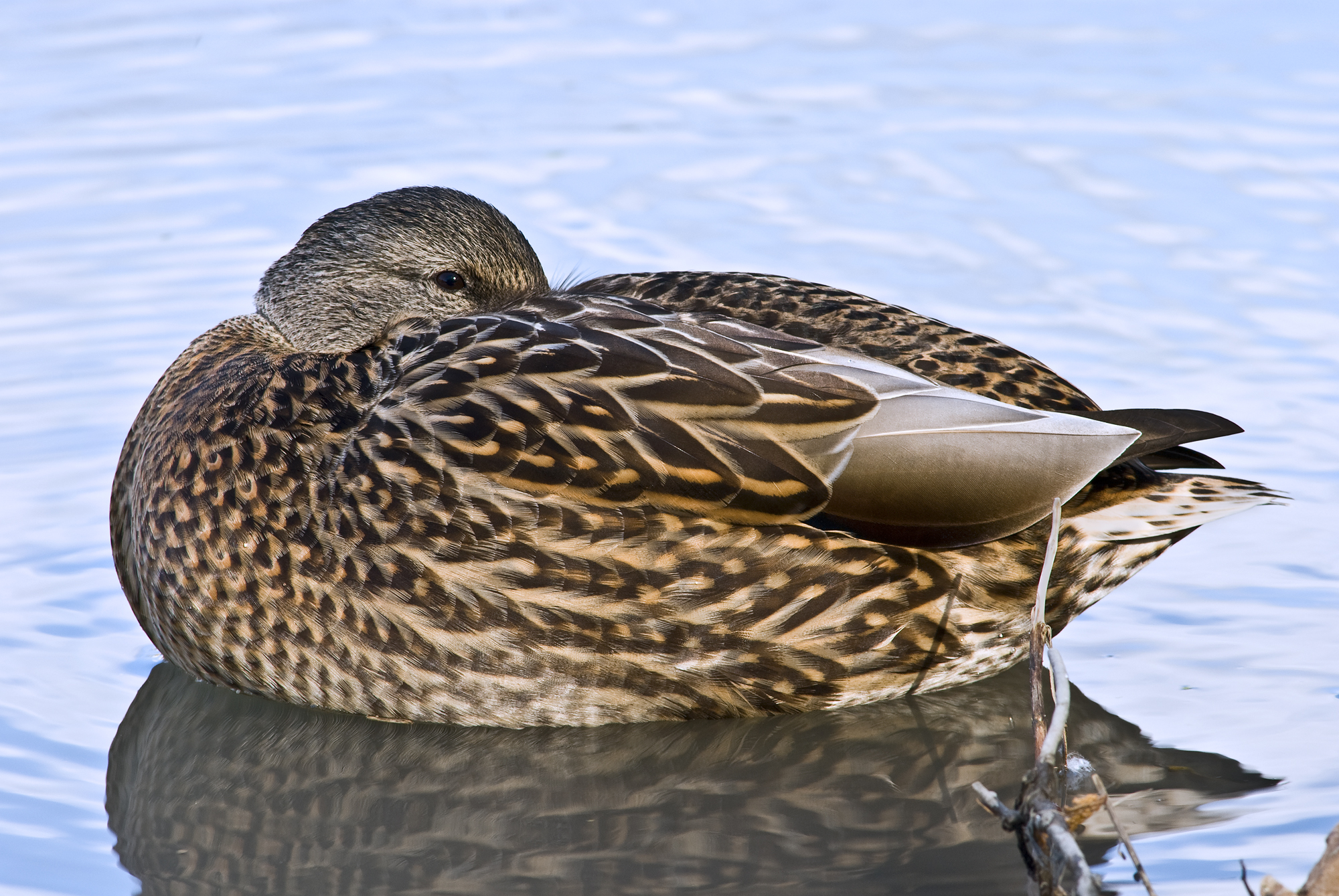File:Female Mallard Duck Rest.jpg - Wikimedia Commons