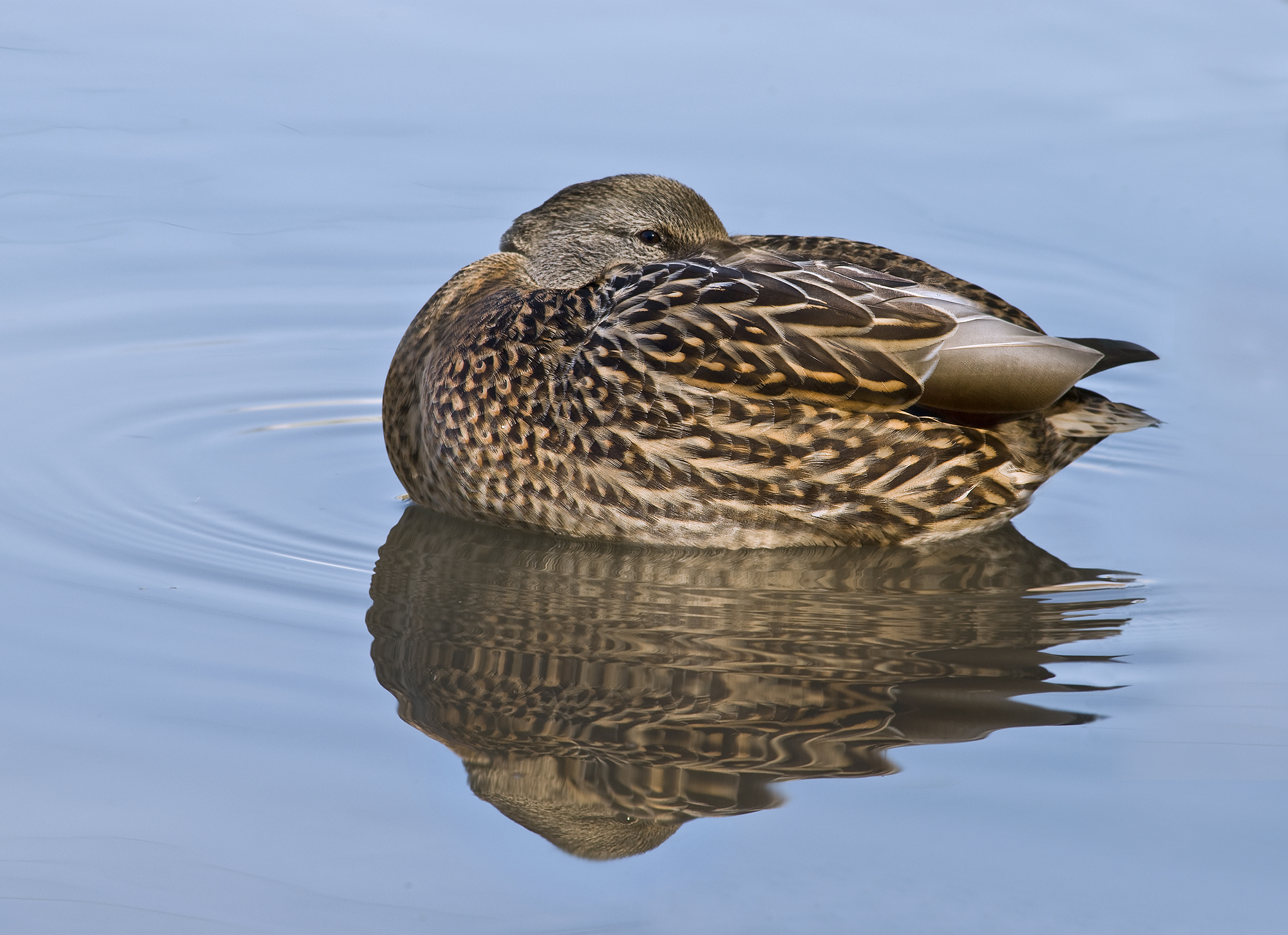 File:Female Mallard Duck Rest 3.jpg - Wikimedia Commons